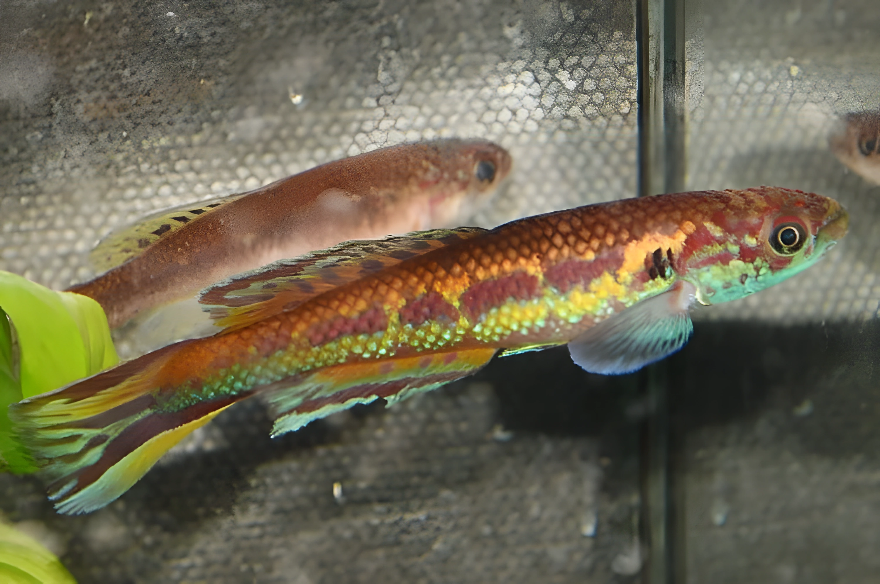 Fotografía del pez de acuario Roloffia huwaldi