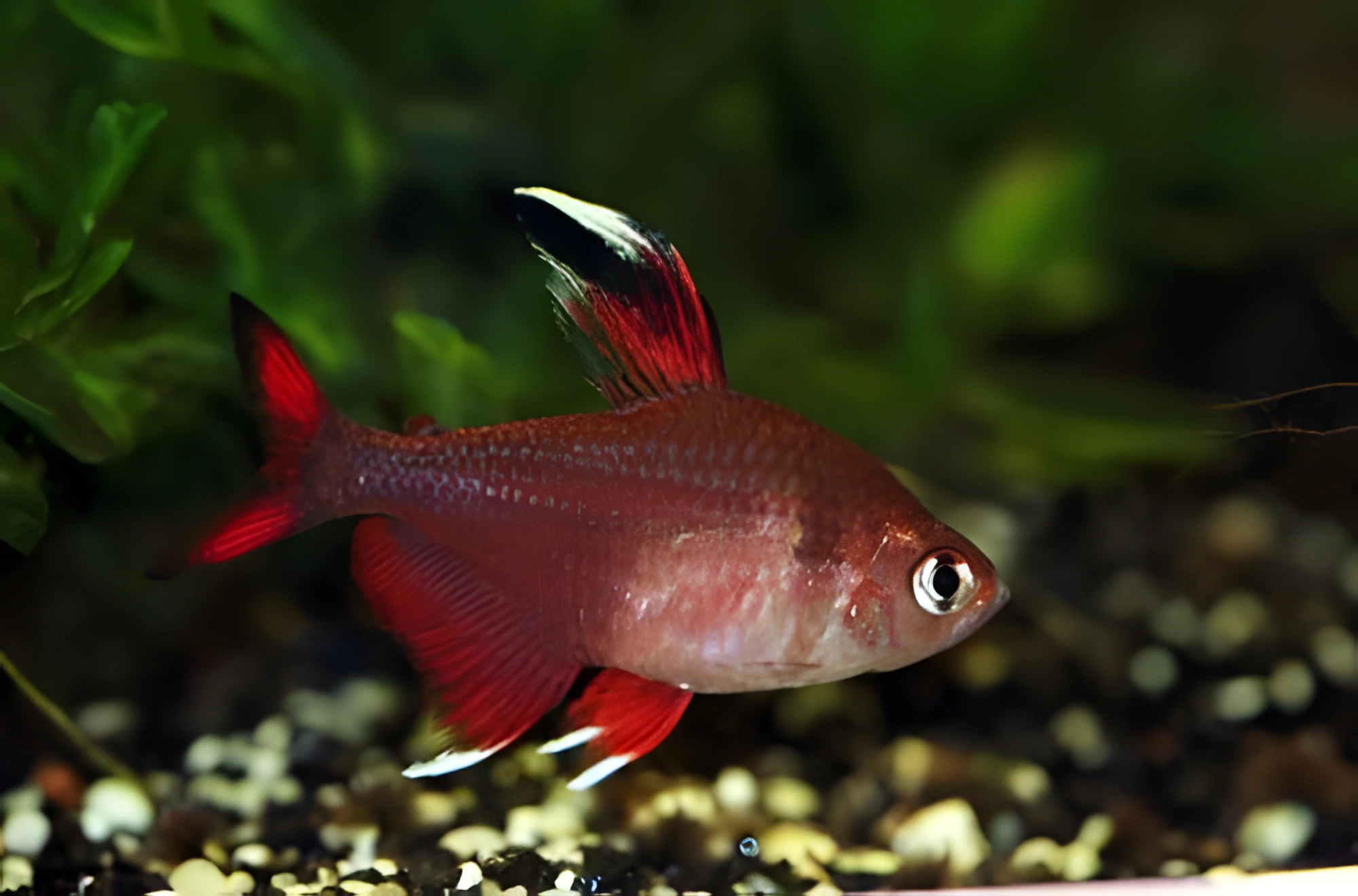 Fotografía del pez de acuario Tetra Rosa