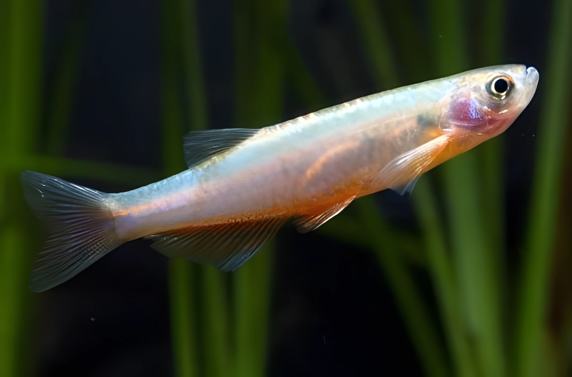Fotografía del pez de acuario Danio Rosa