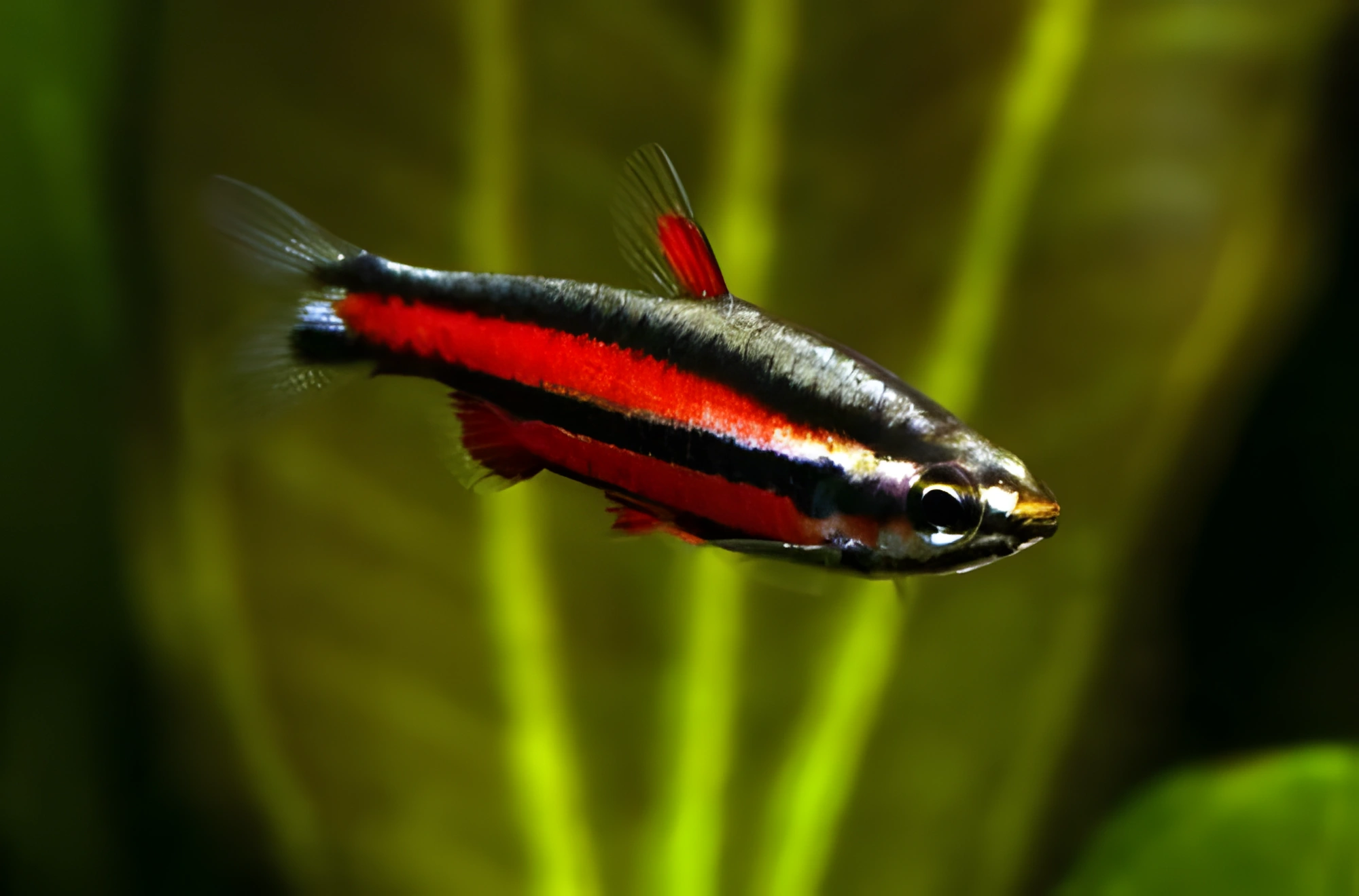 Fotografía del pez de acuario Nannostomus rubí