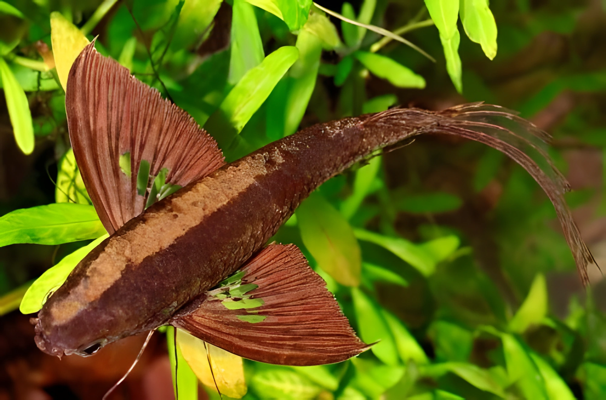 Fotografía del pez de acuario Pez mariposa
