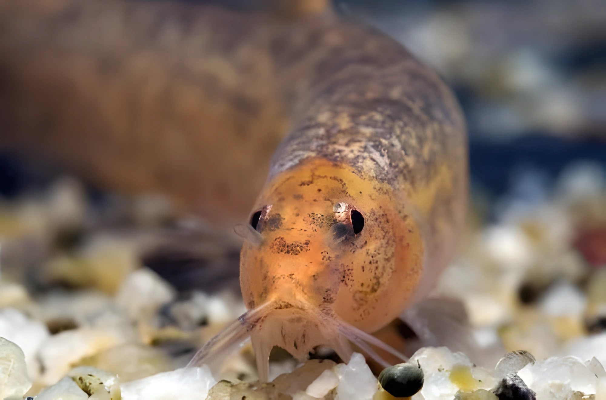 Fotografía del pez de acuario Pez salchicha