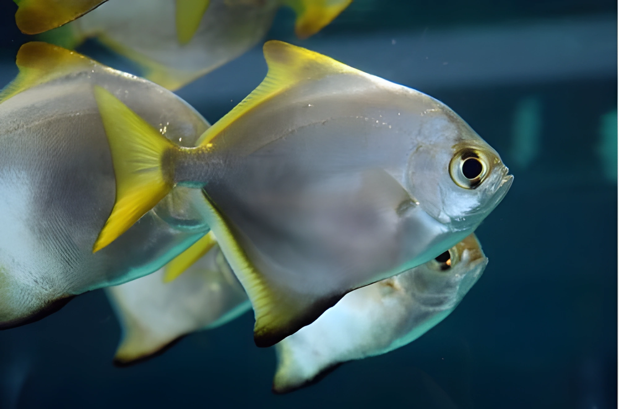 Fotografía del pez de acuario Pez ángel de mar
