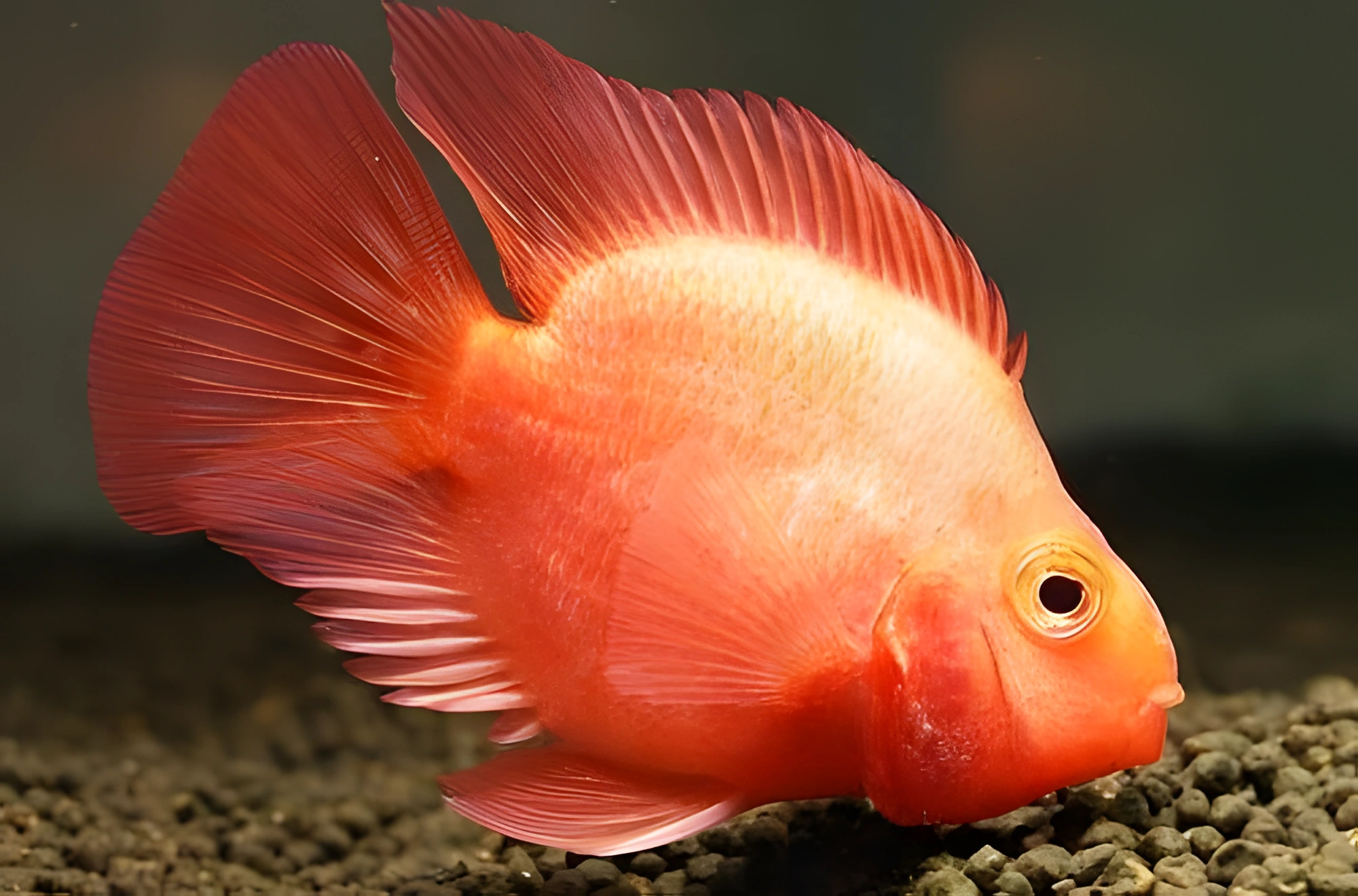 Fotografía del pez de acuario Pez loro