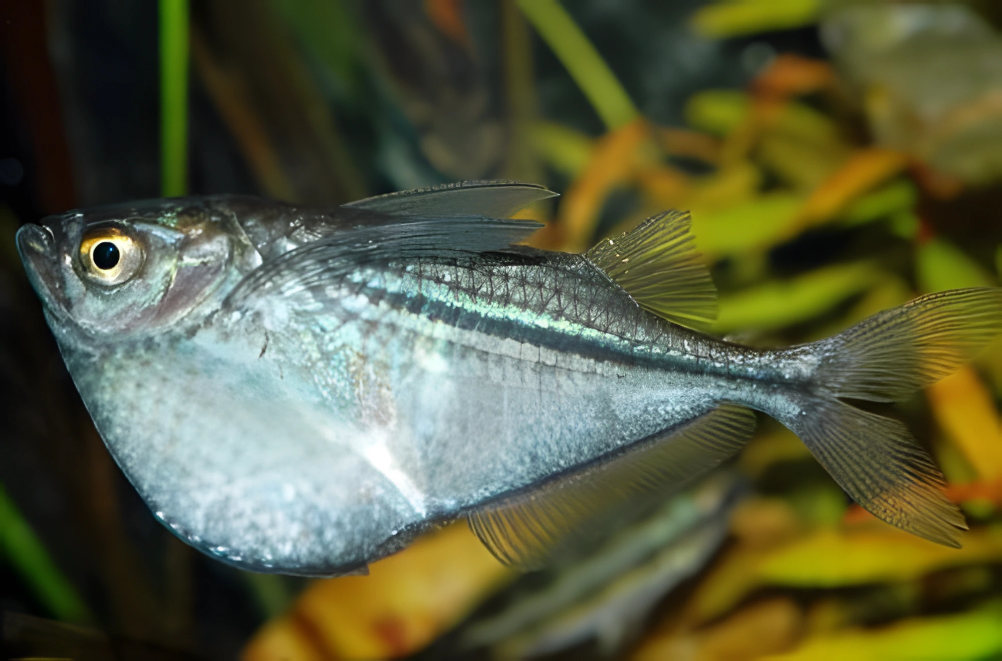 Fotografía del pez de acuario Pez hacha