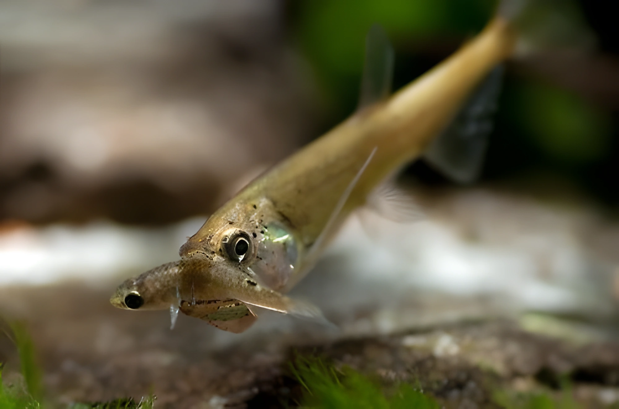 Fotografía del pez de acuario Pez vampiro