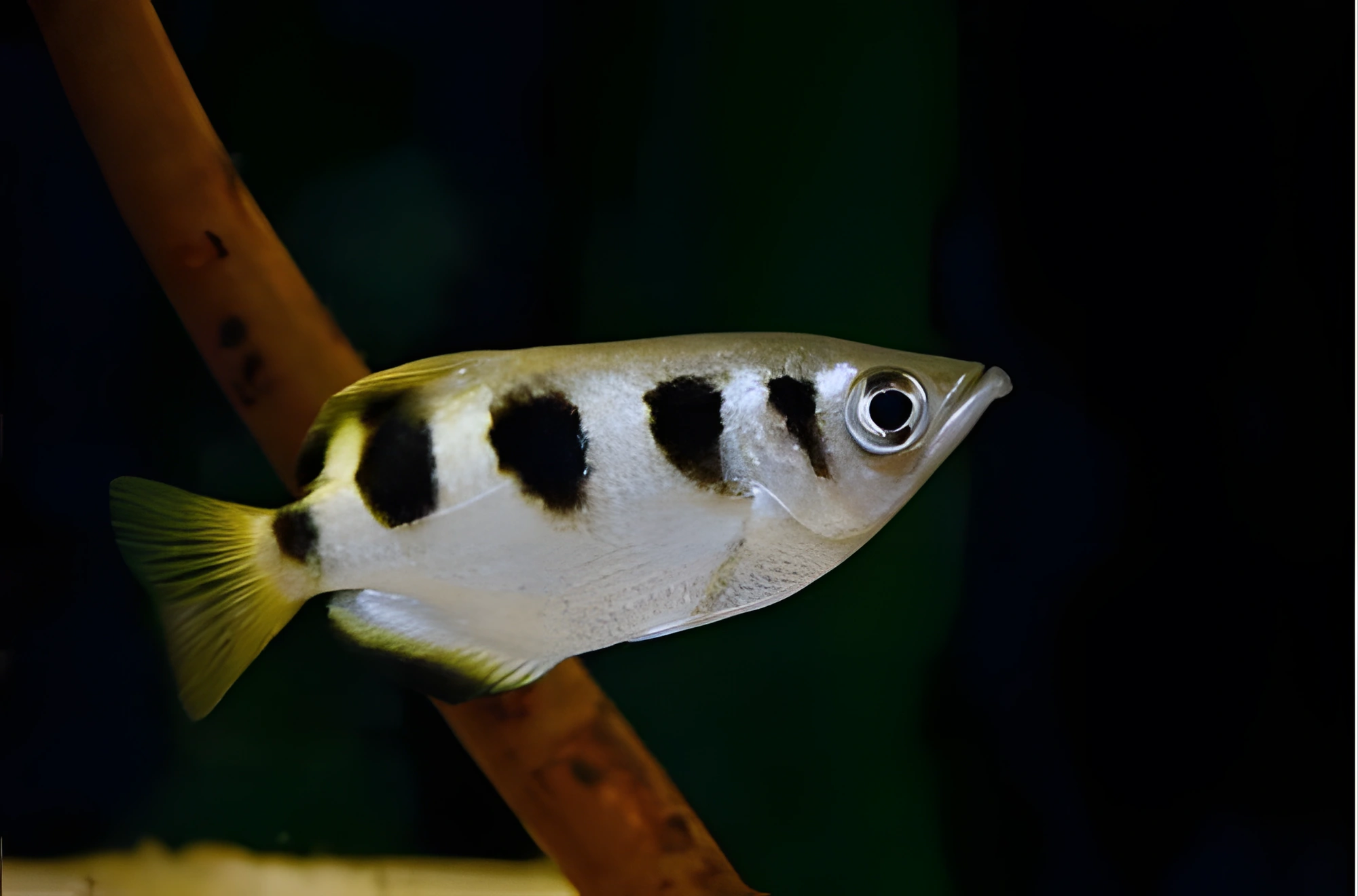 Fotografía del pez de acuario Pez arquero