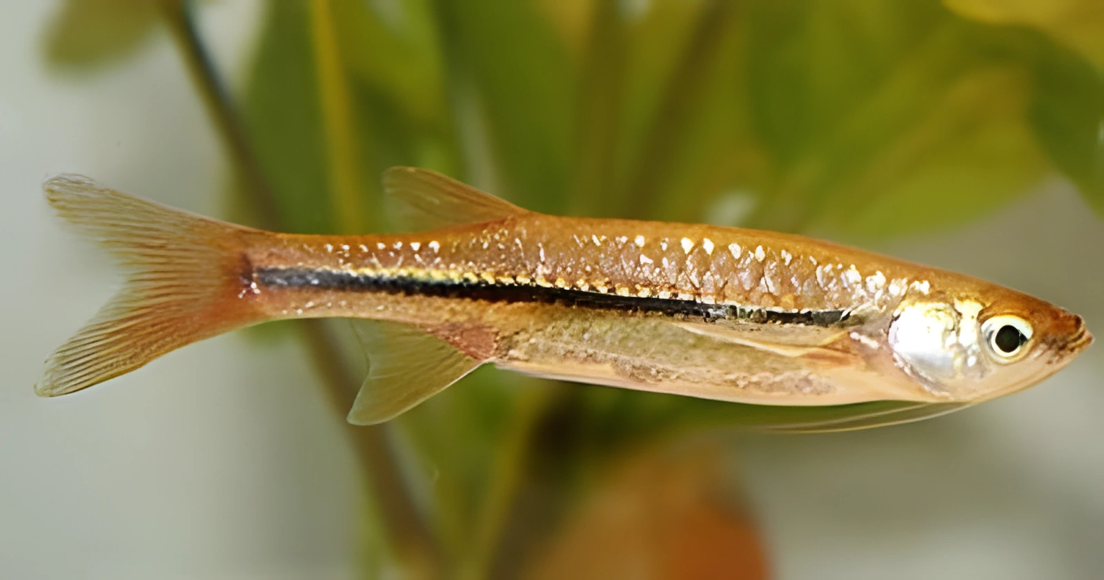 Fotografía del pez de acuario Pez Esomus