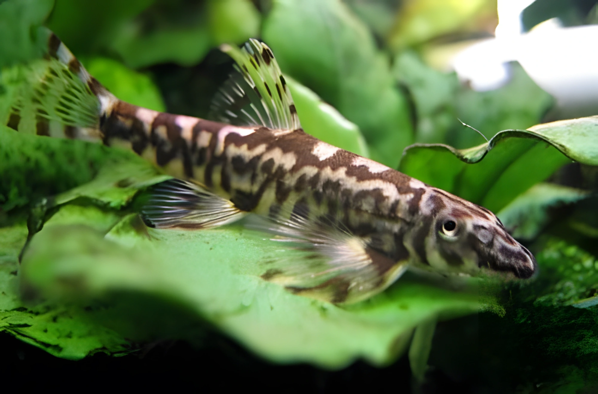 Fotografía del pez de acuario Pez Lina