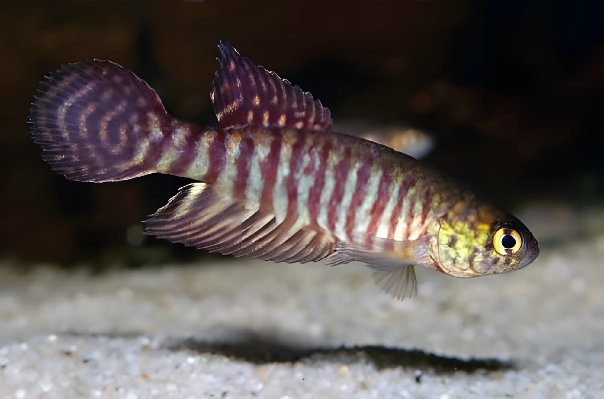 Fotografía del pez de acuario Pez de Myers