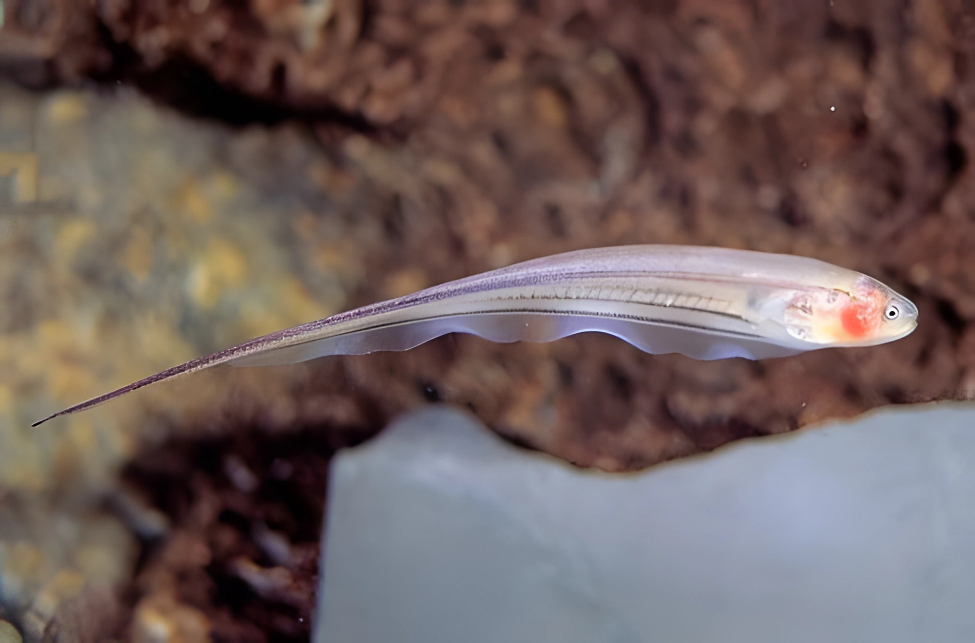 Fotografía del pez de acuario Pez cuchillo de cristal