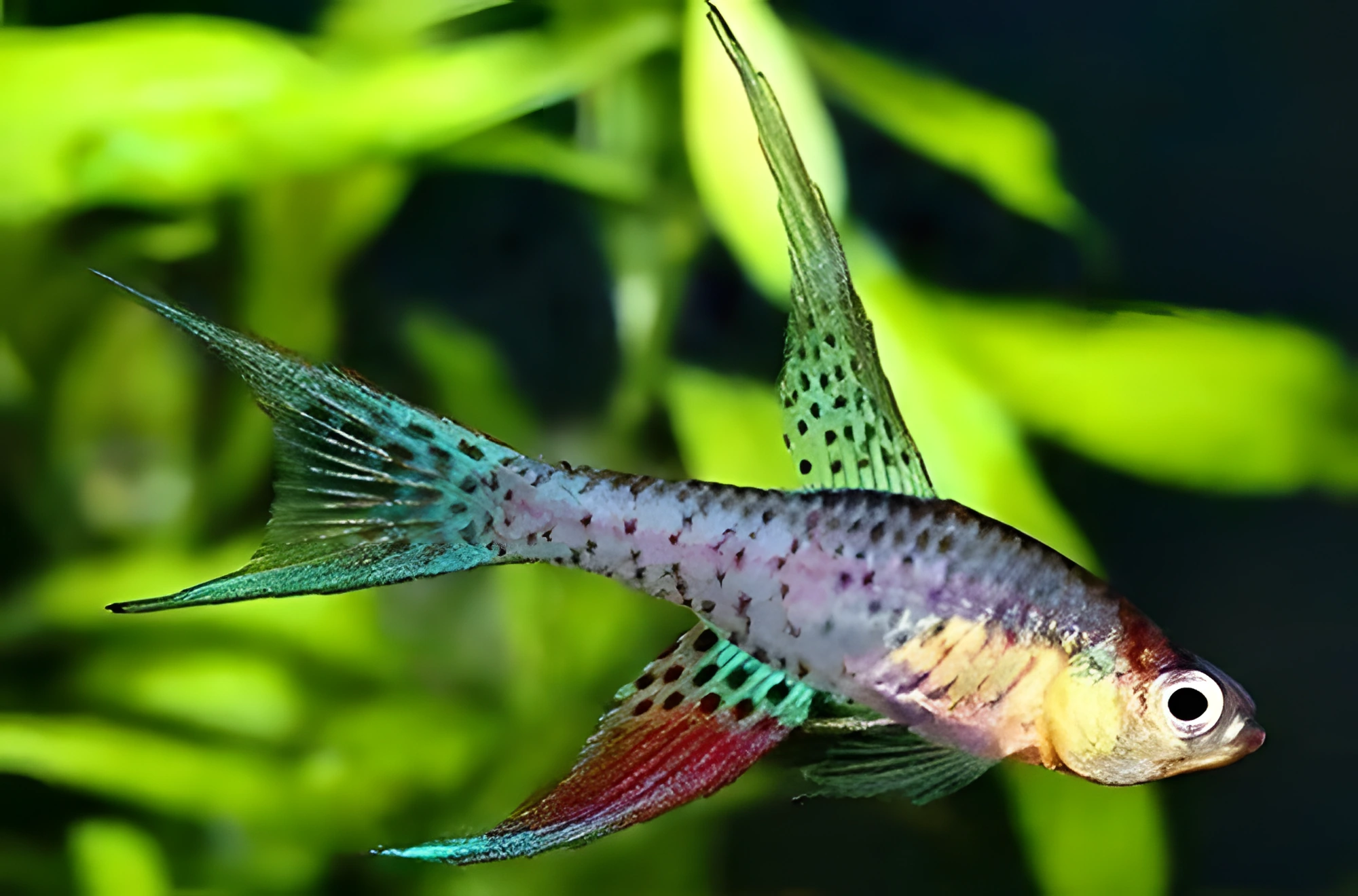 Fotografía del pez de acuario Saberfín