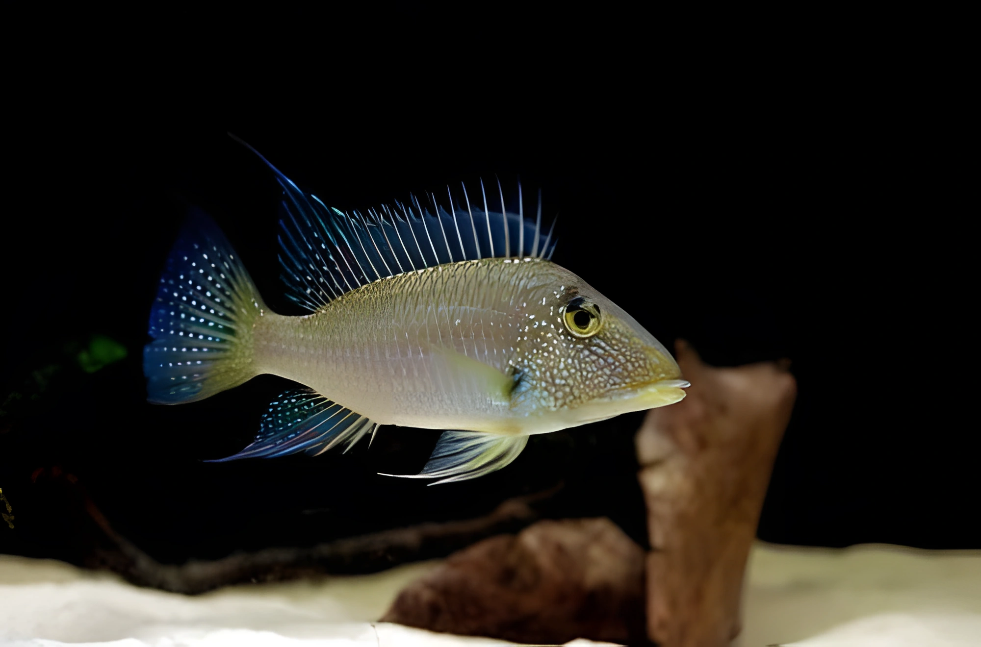 Fotografía del pez de acuario Satanoperca leucosticta