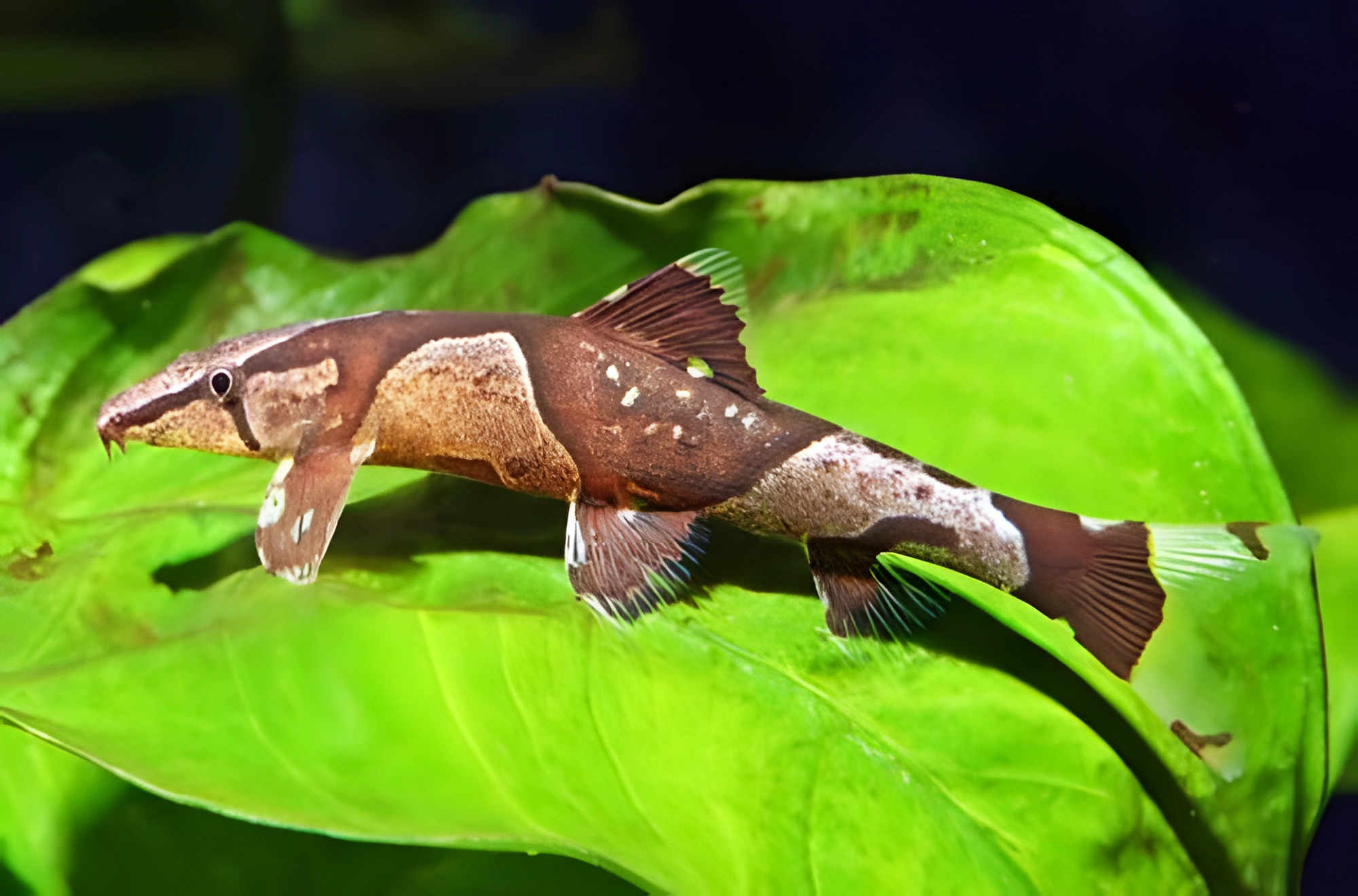 Fotografía del pez de acuario Locha de silla de montar