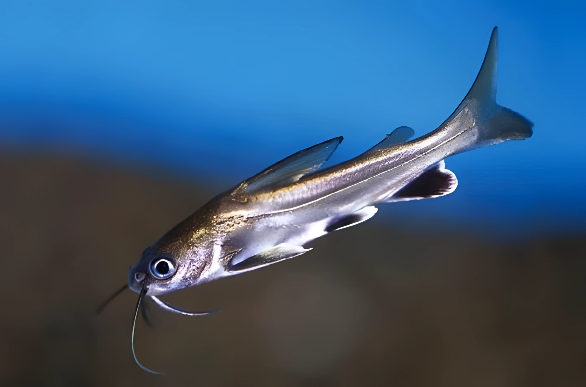 Fotografía del pez de acuario Tiburón plateado