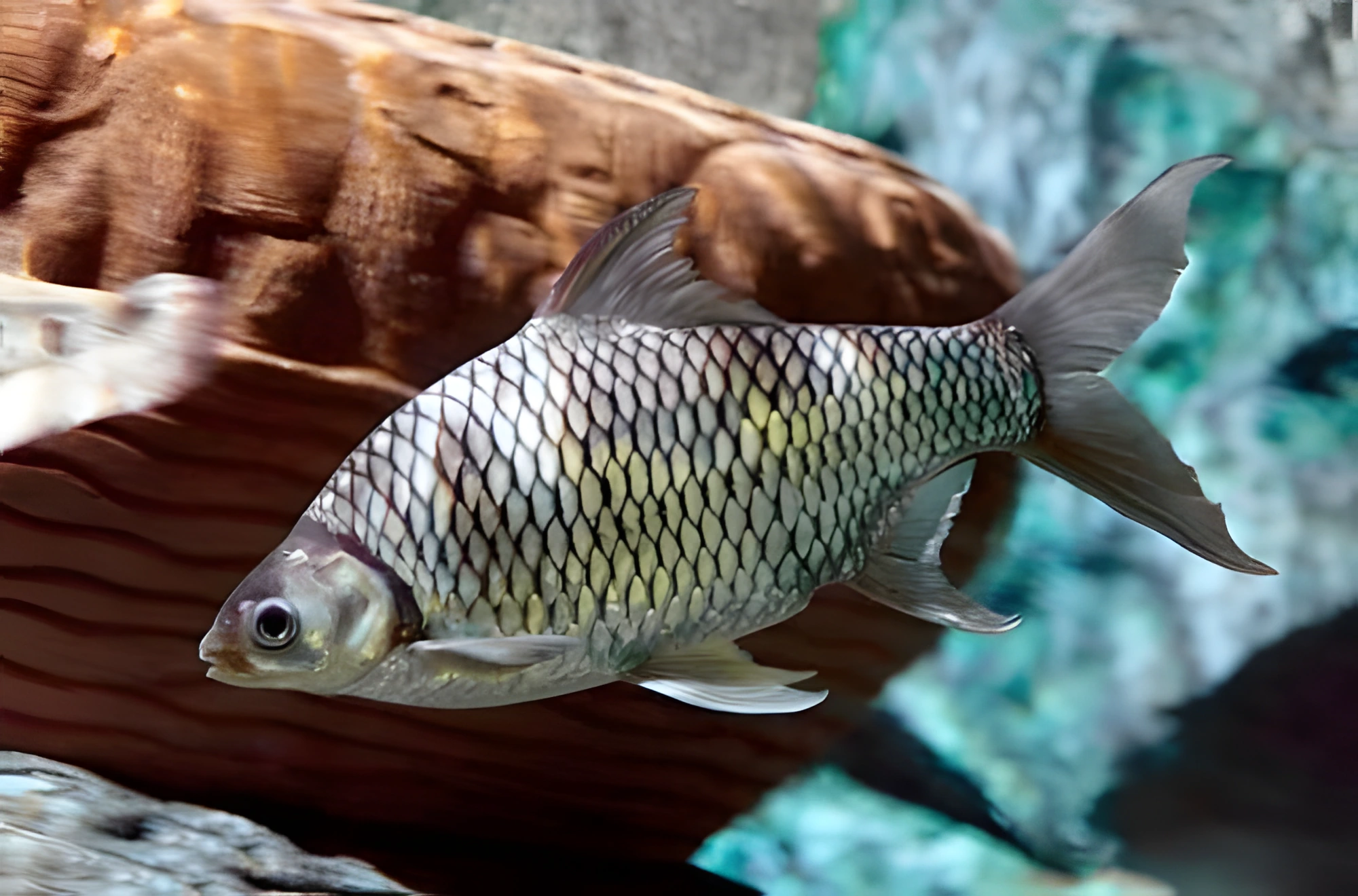 Fotografía del pez de acuario Barbo plateado