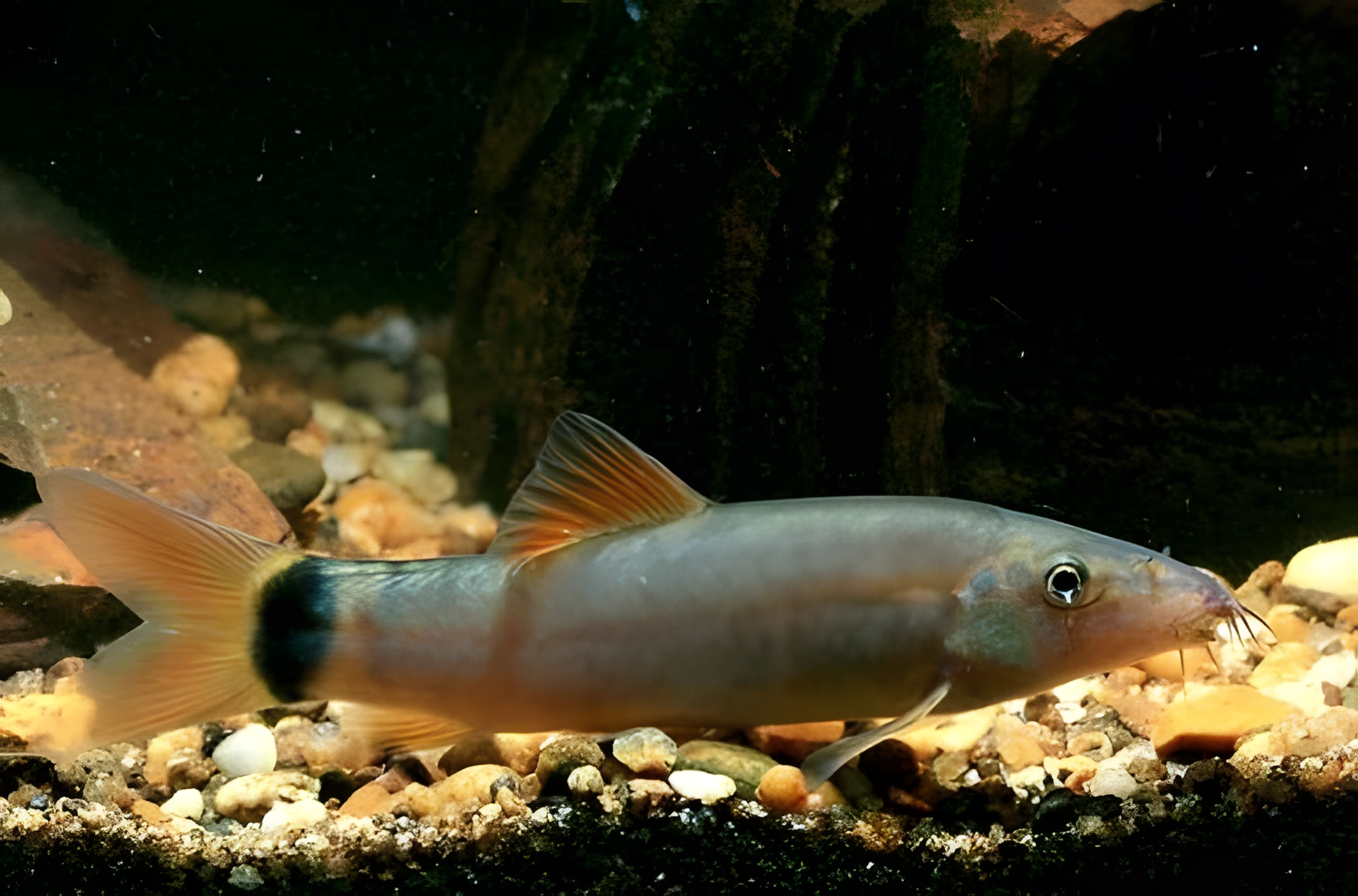 Fotografía del pez de acuario Locha plateada