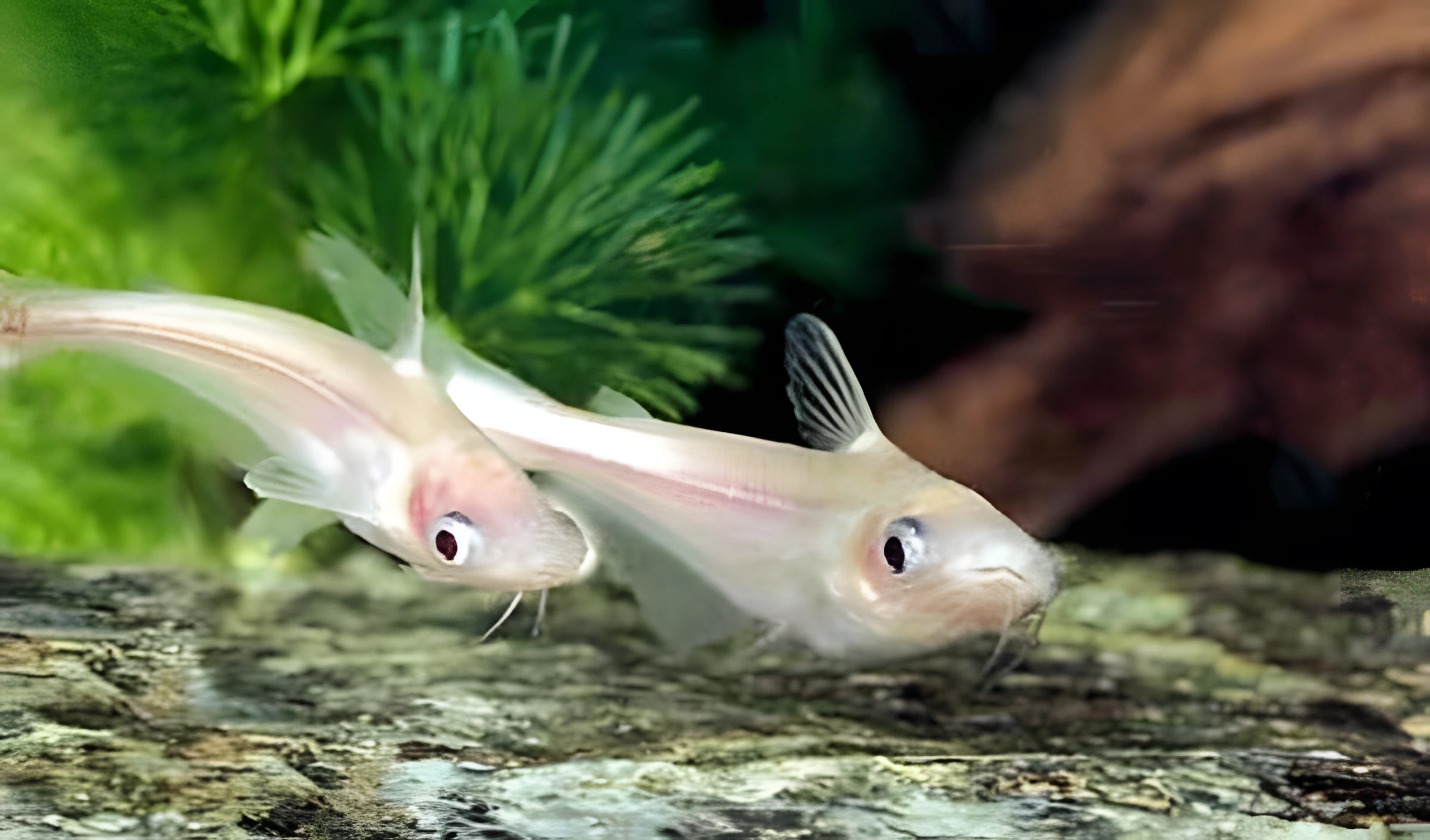 Fotografía del pez de acuario Pez gato plateado