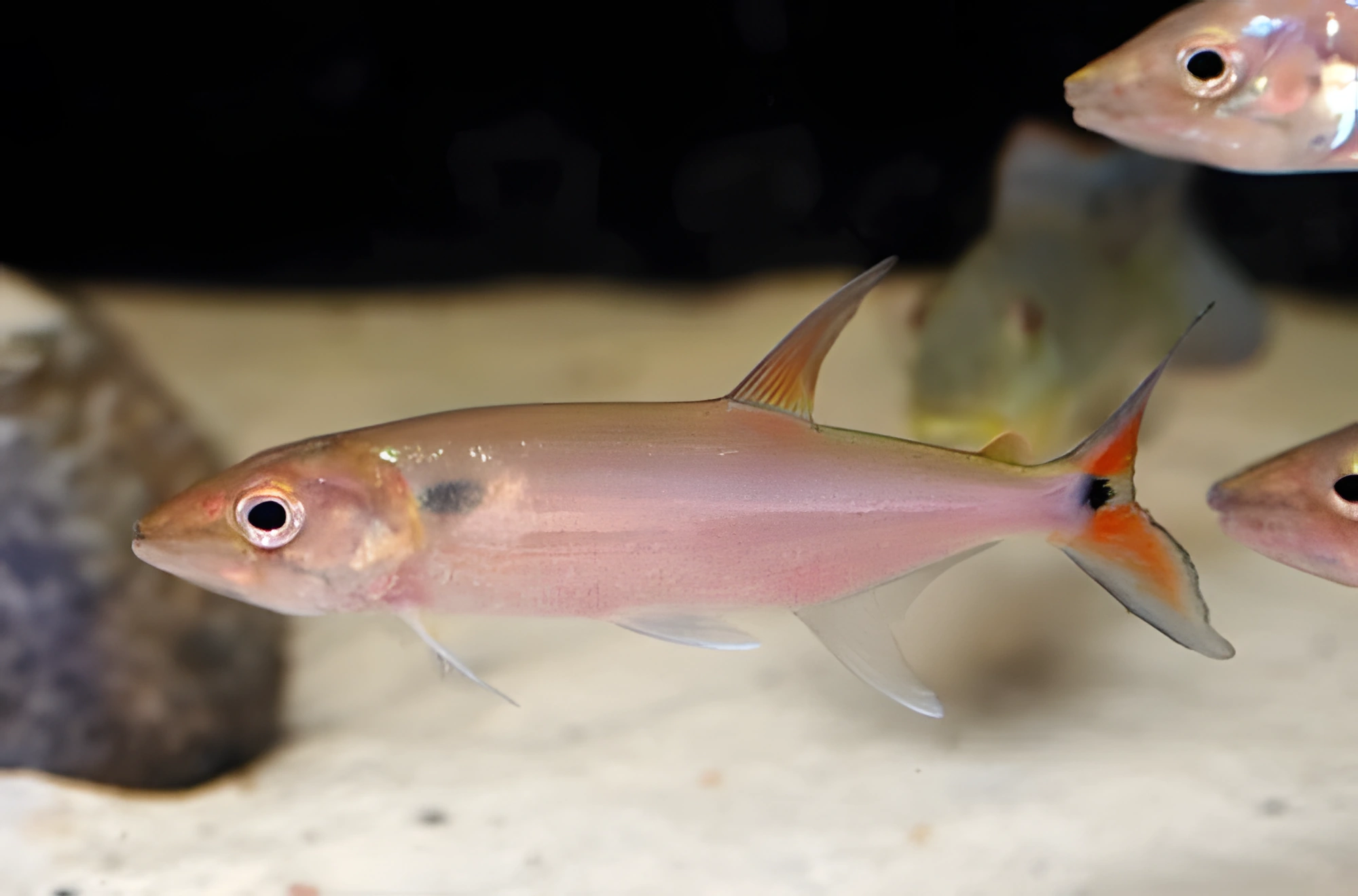 Fotografía del pez de acuario Barracuda de cola de hoz