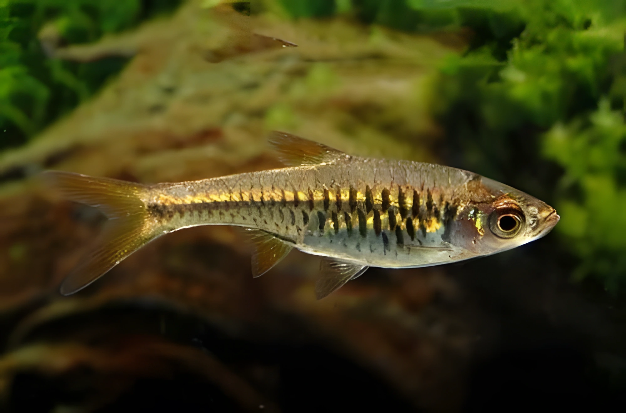 Fotografía del pez de acuario Rasbora reticulada