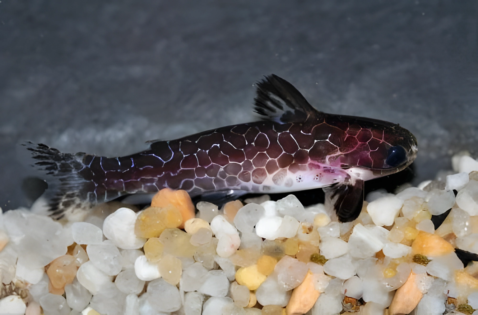 Fotografía del pez de acuario Pez gato dardo reticulado