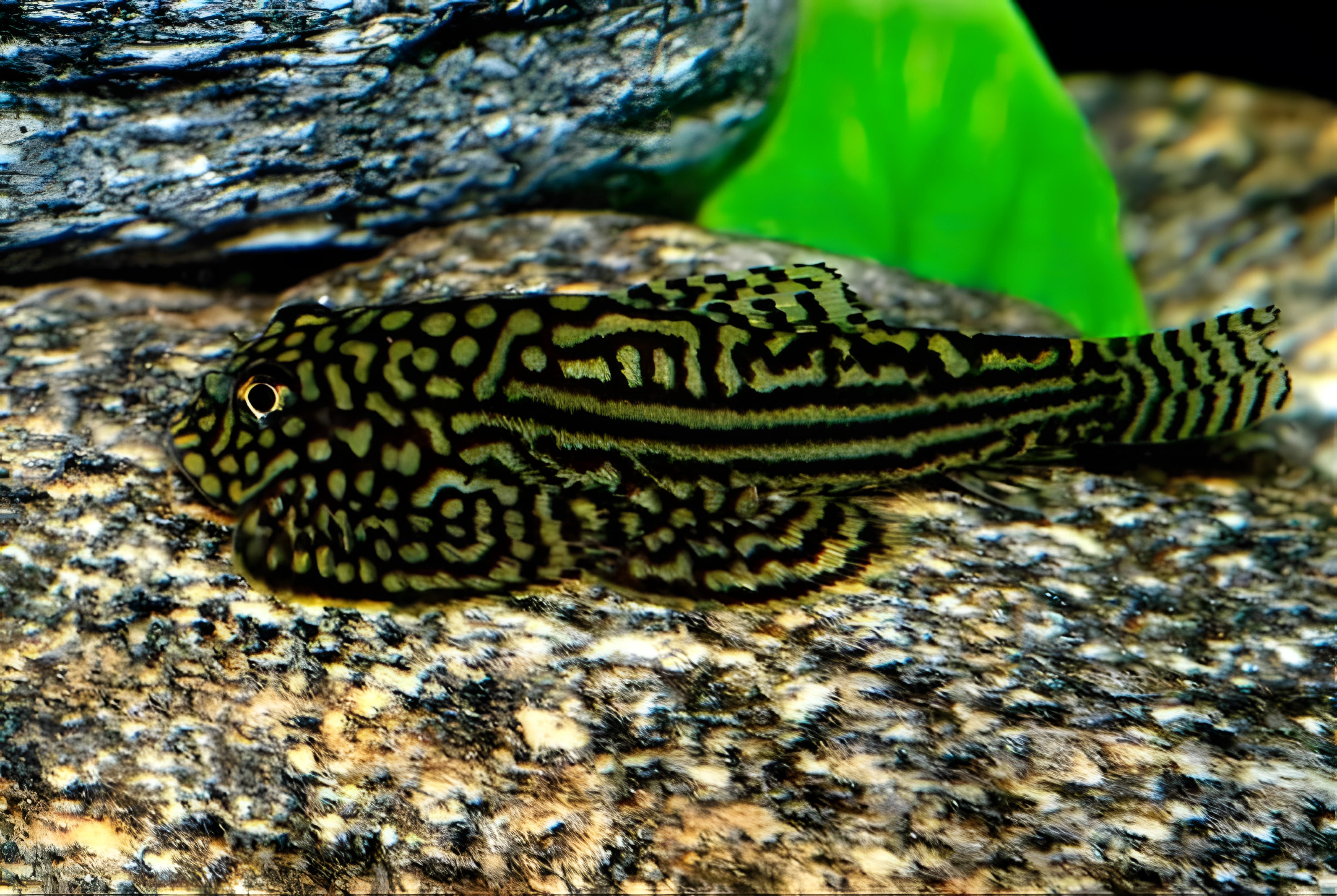 Fotografía del pez de acuario Sewellia lineolata