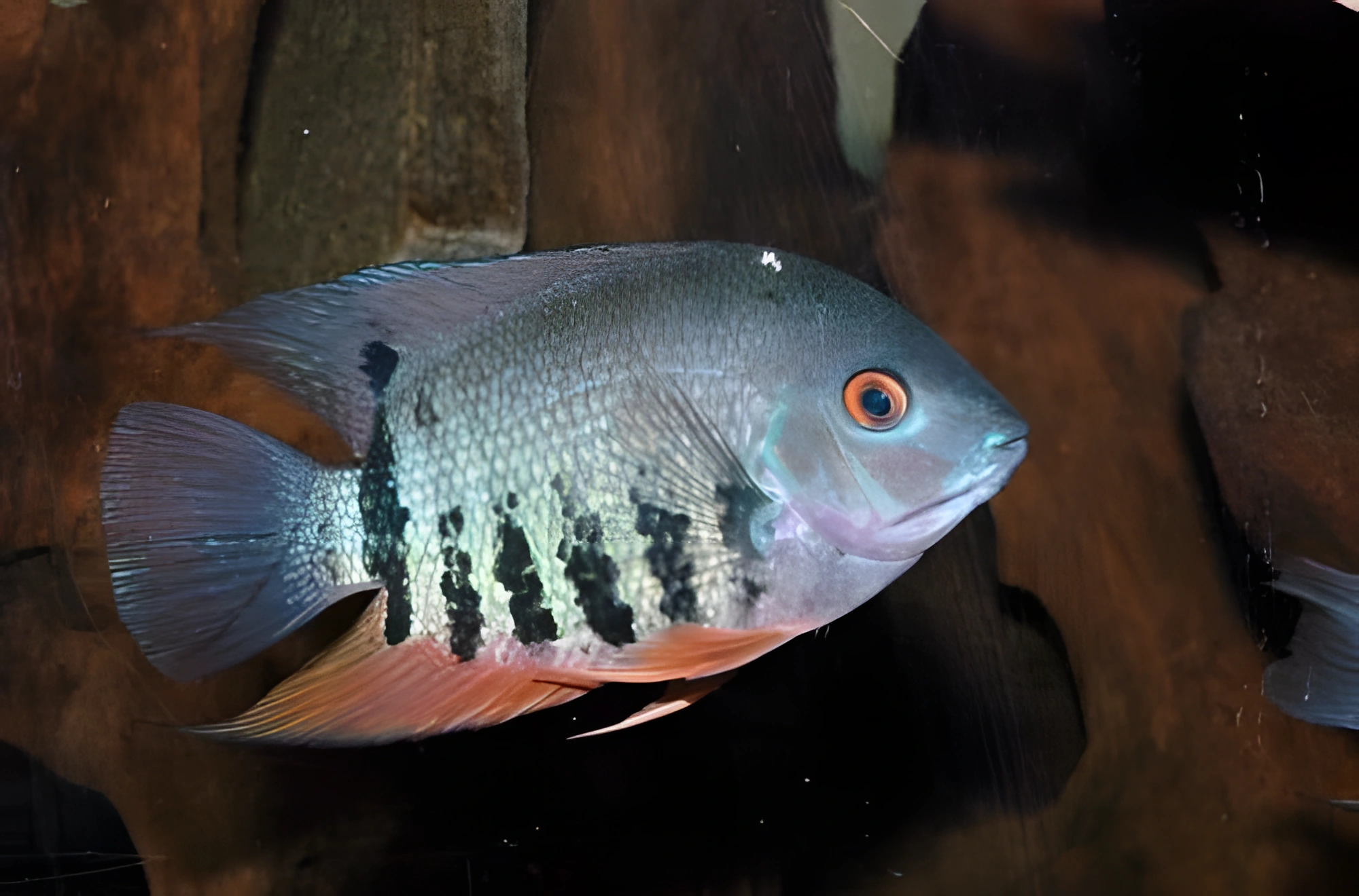 Fotografía del pez de acuario Severum Efasciatus