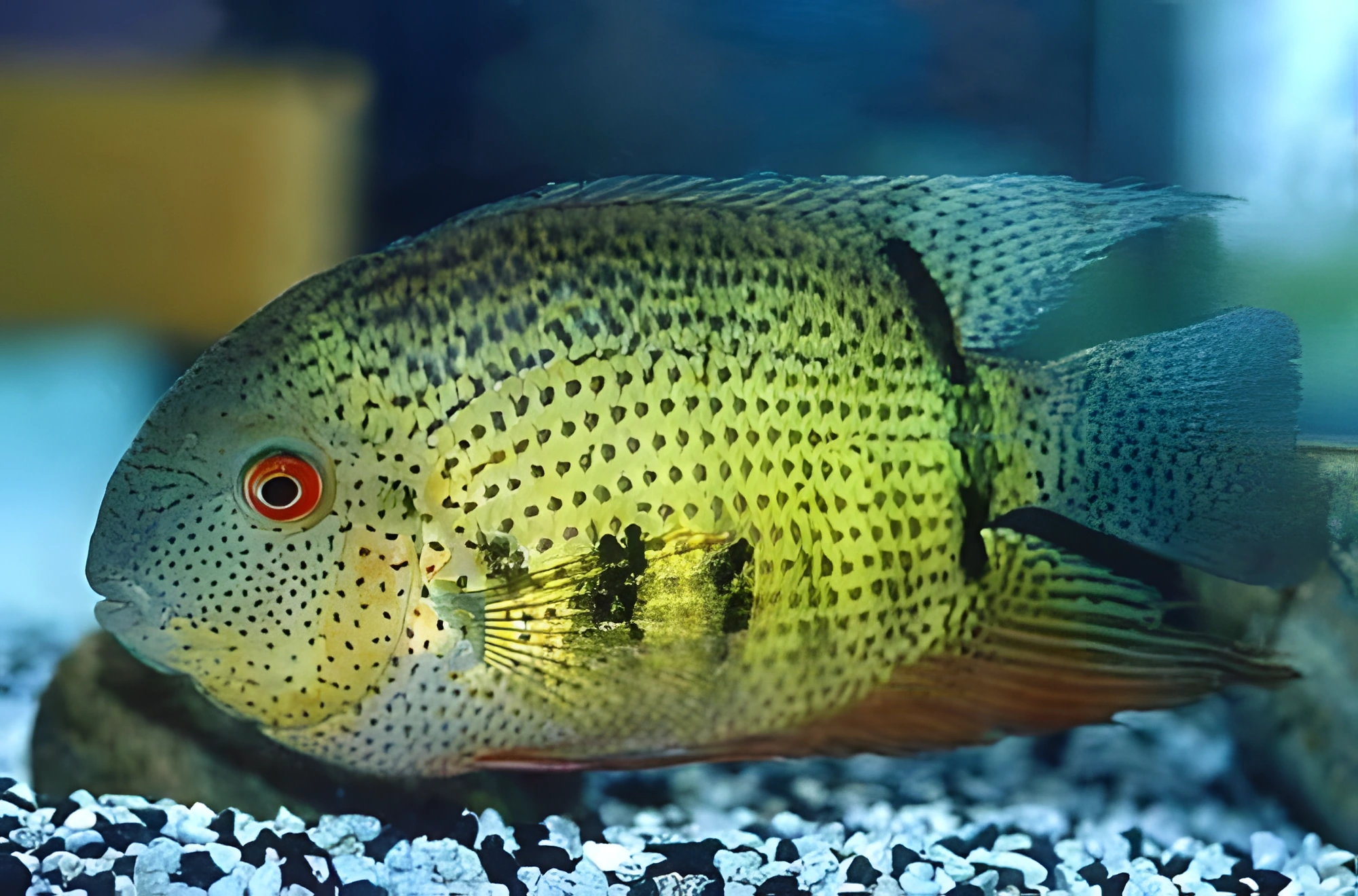 Fotografía del pez de acuario Severum Notatus
