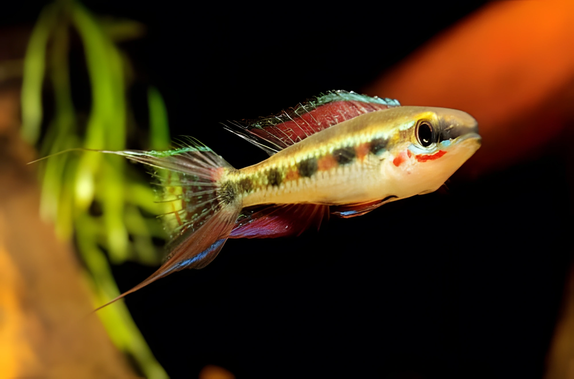 Fotografía del pez de acuario Cíclido ajedrez