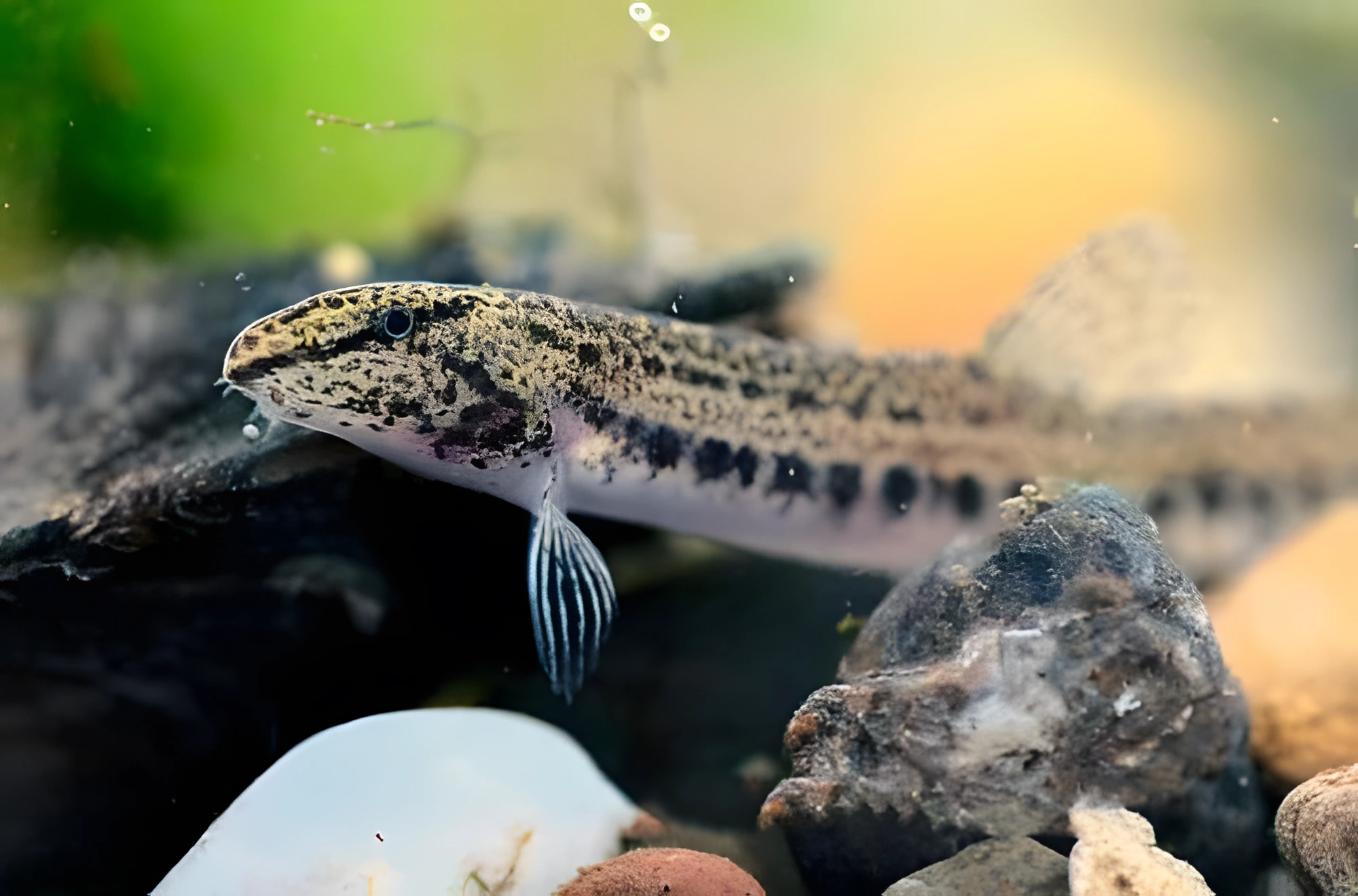 Fotografía del pez de acuario Colmilleja