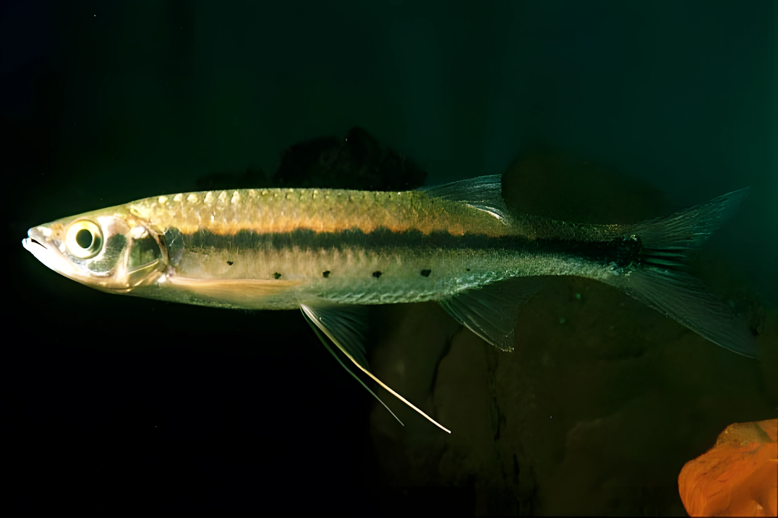 Fotografía del pez de acuario Luciosoma trinema