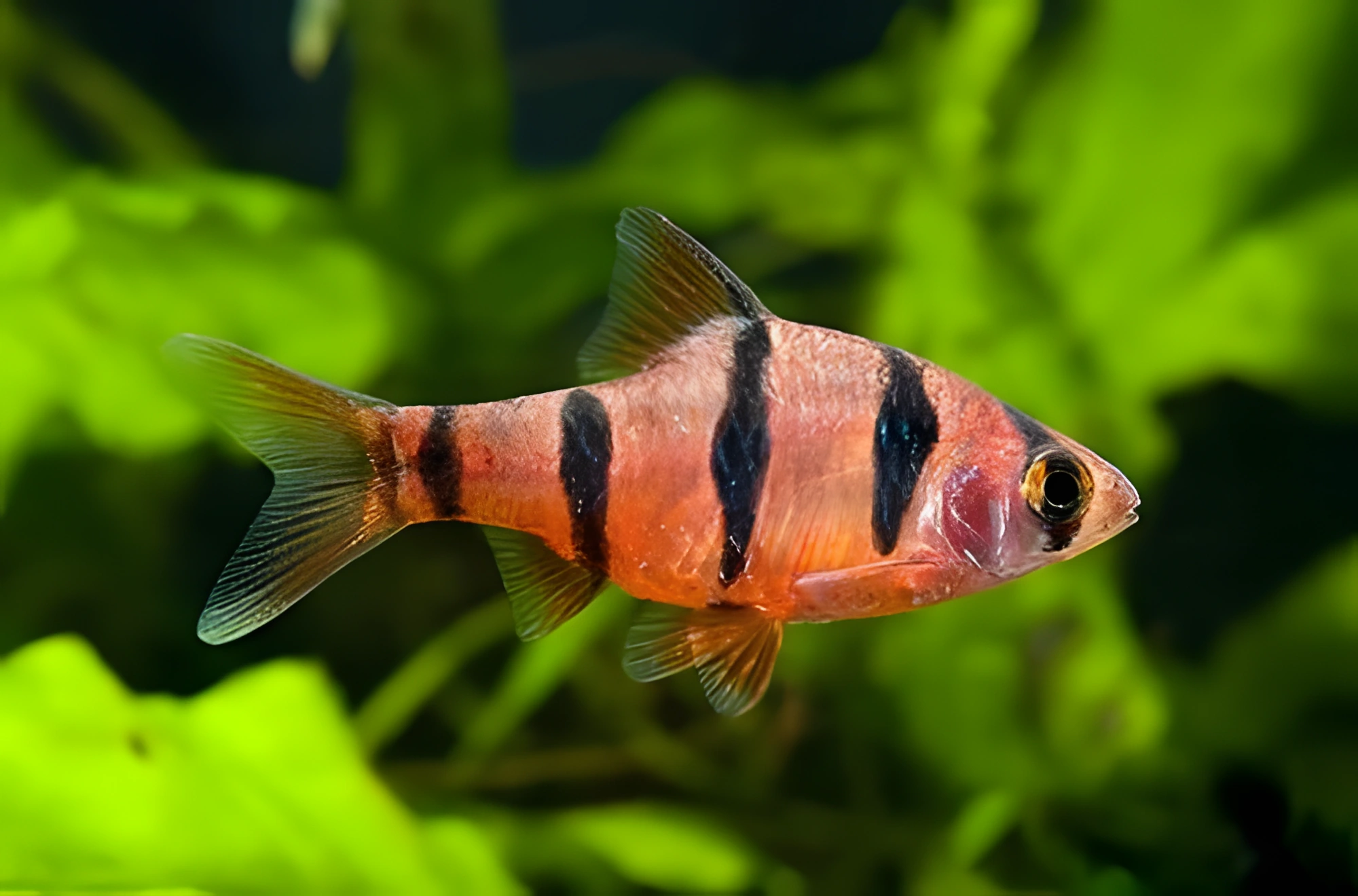 Fotografía del pez de acuario Barbo de seis franjas