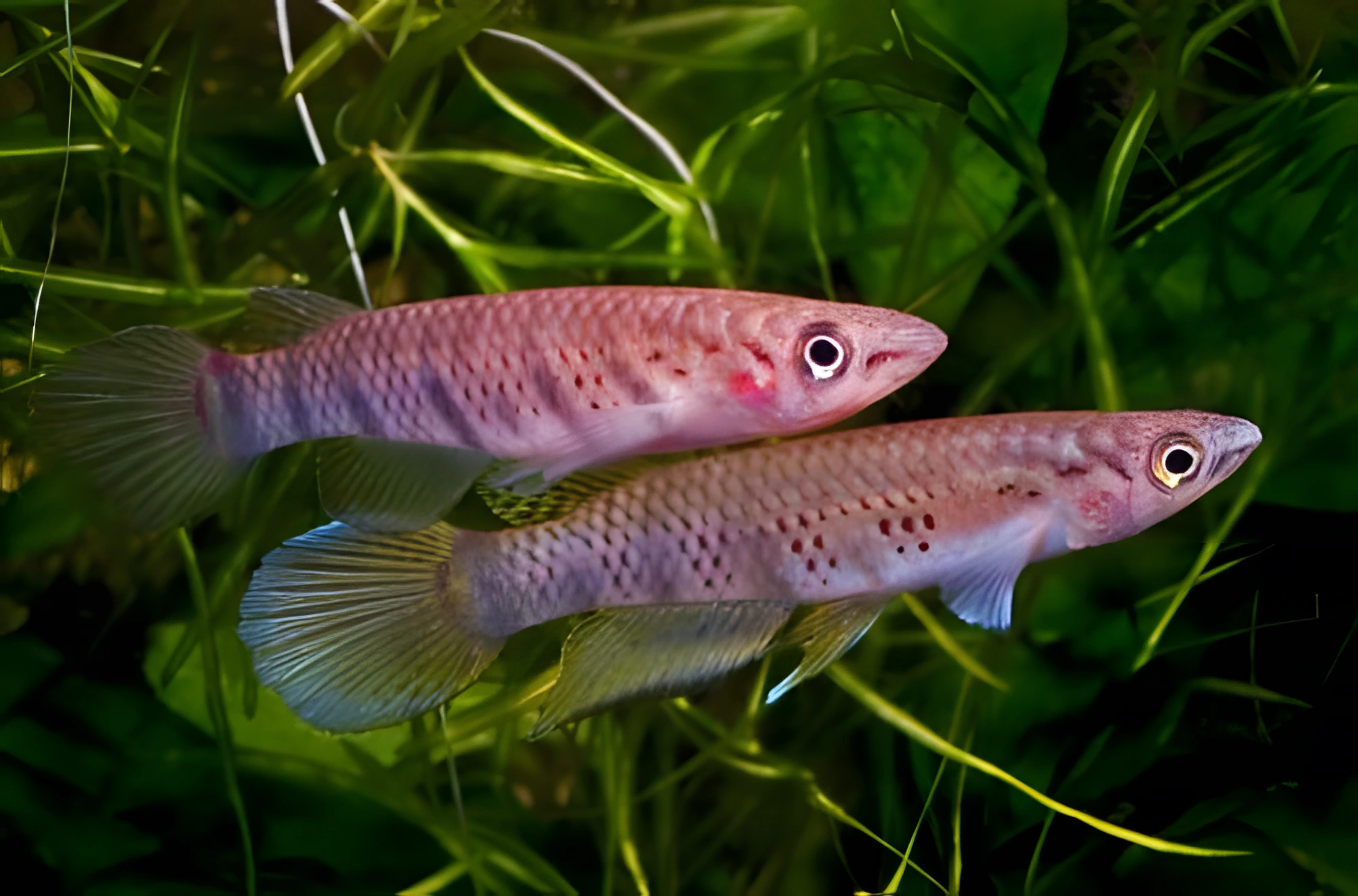 Fotografía del pez de acuario Panchax de seis bandas