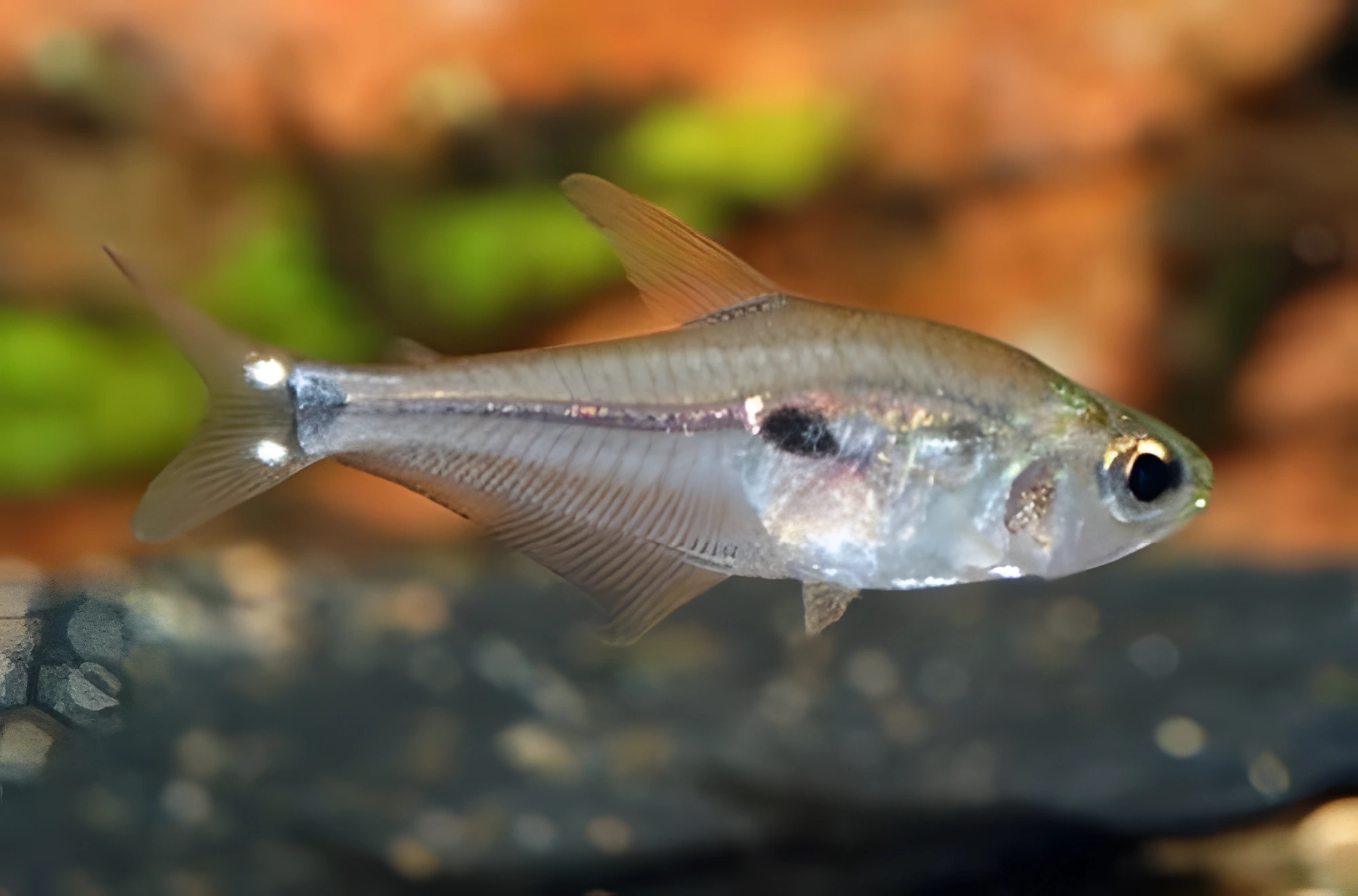 Fotografía del pez de acuario Tetra de seis ojos