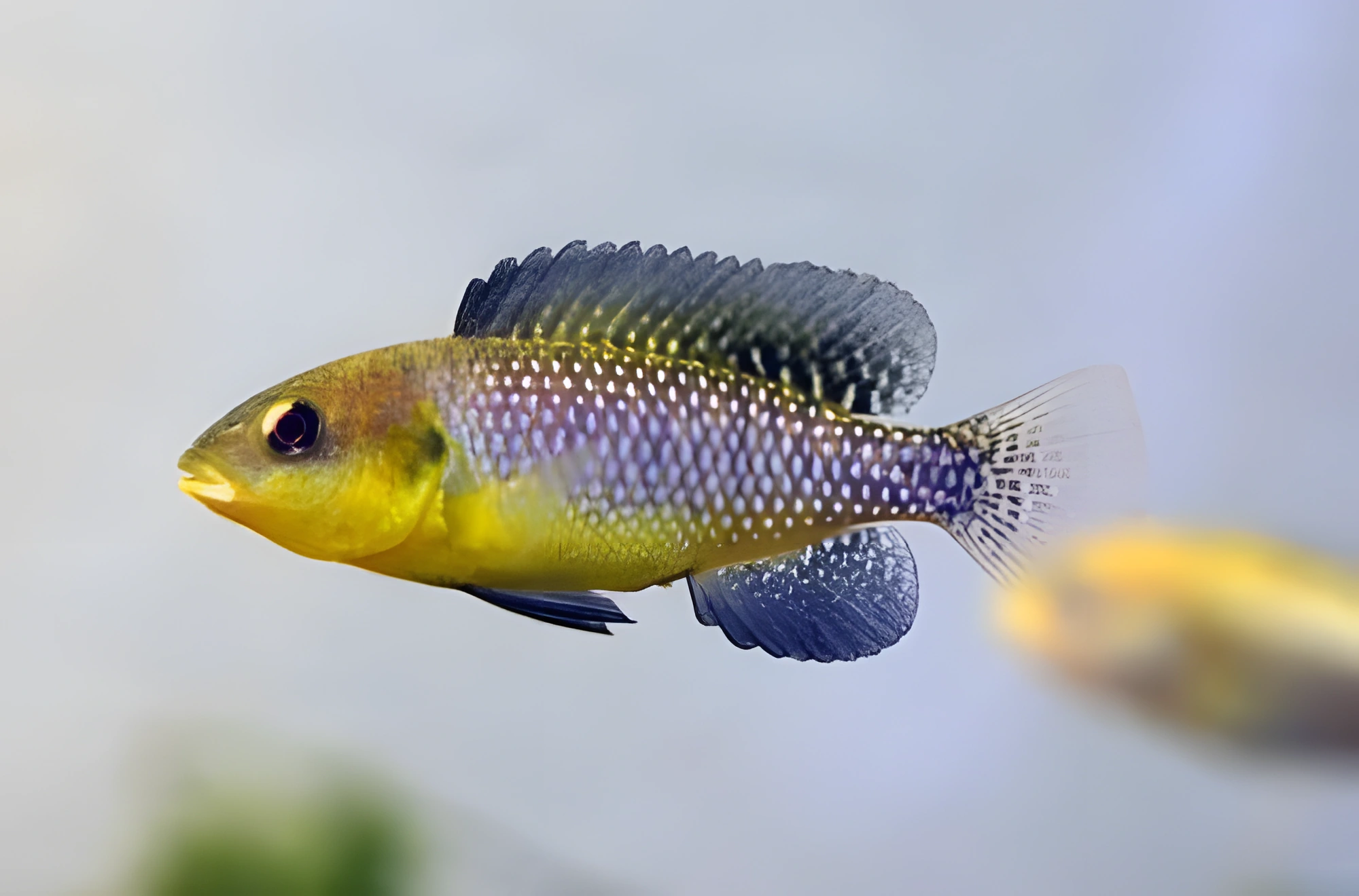 Fotografía del pez de acuario Cíclido alcalino