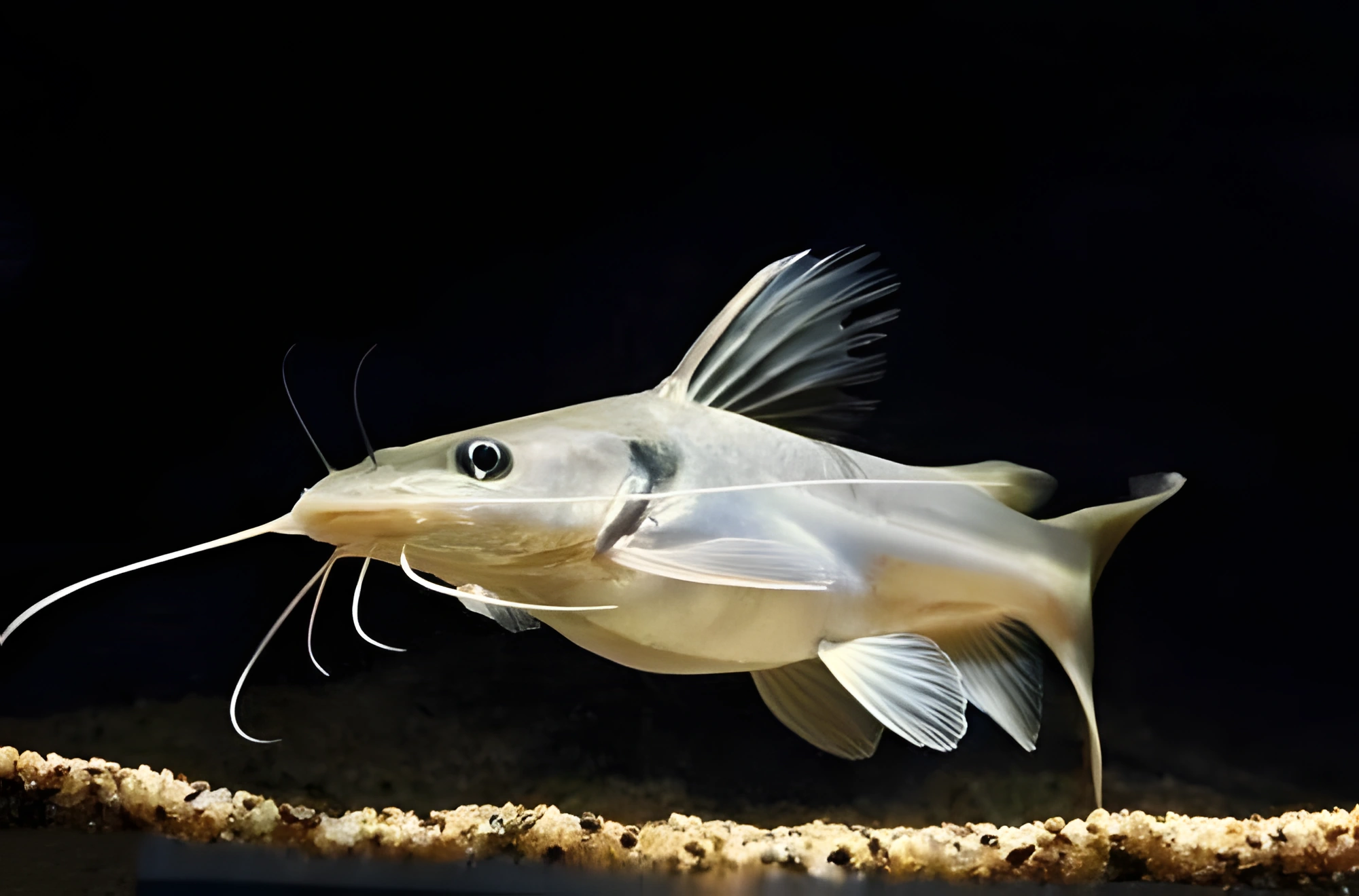 Fotografía del pez de acuario Pez gato de cabeza ancha
