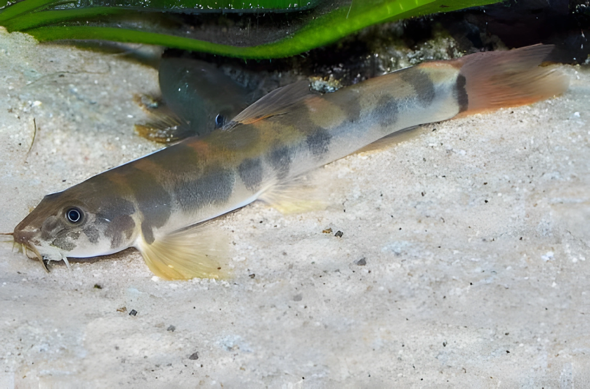 Fotografía del pez de acuario Schistura moteada