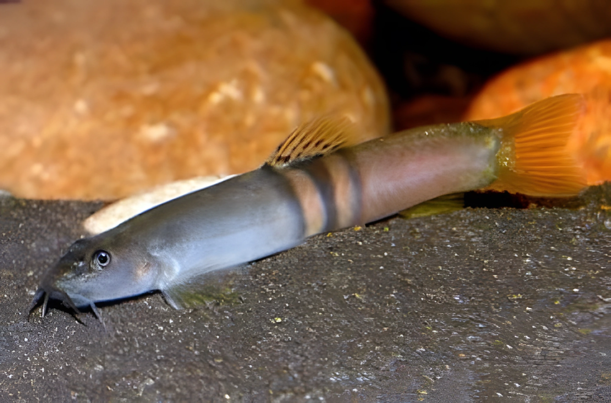 Fotografía del pez de acuario Schistura balteata