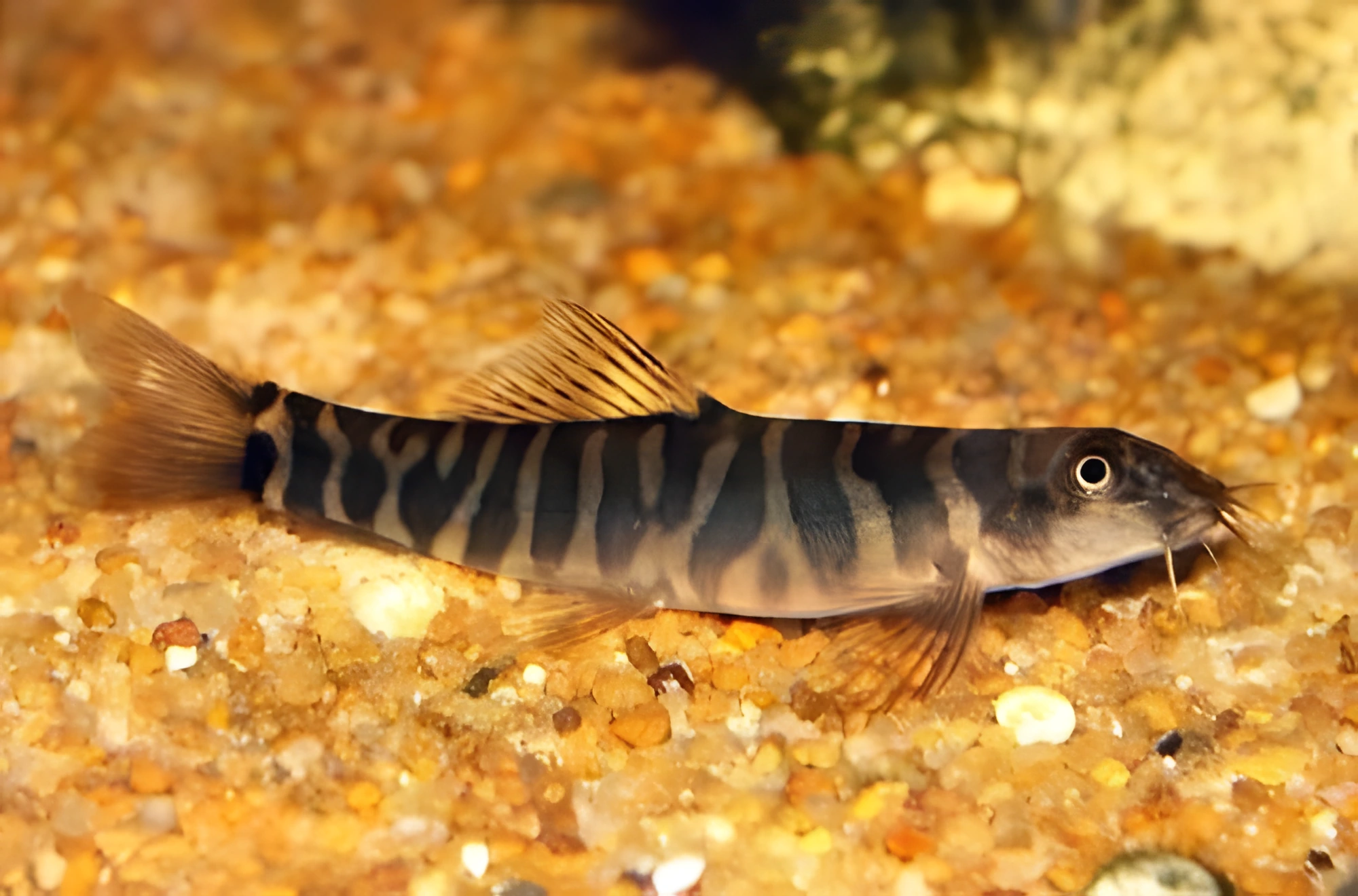 Fotografía del pez de acuario Schistura Mae Hong Son