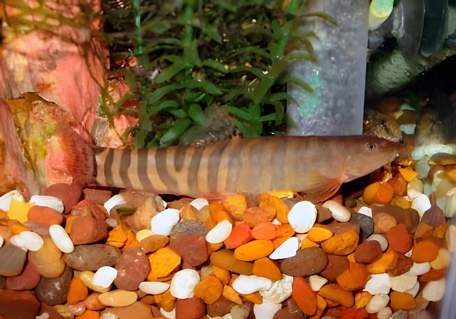 Fotografía del pez de acuario Schistura scaturigina