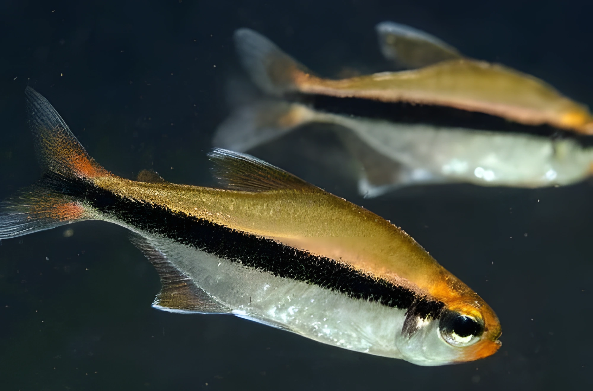 Fotografía del pez de acuario Tetra chocolate