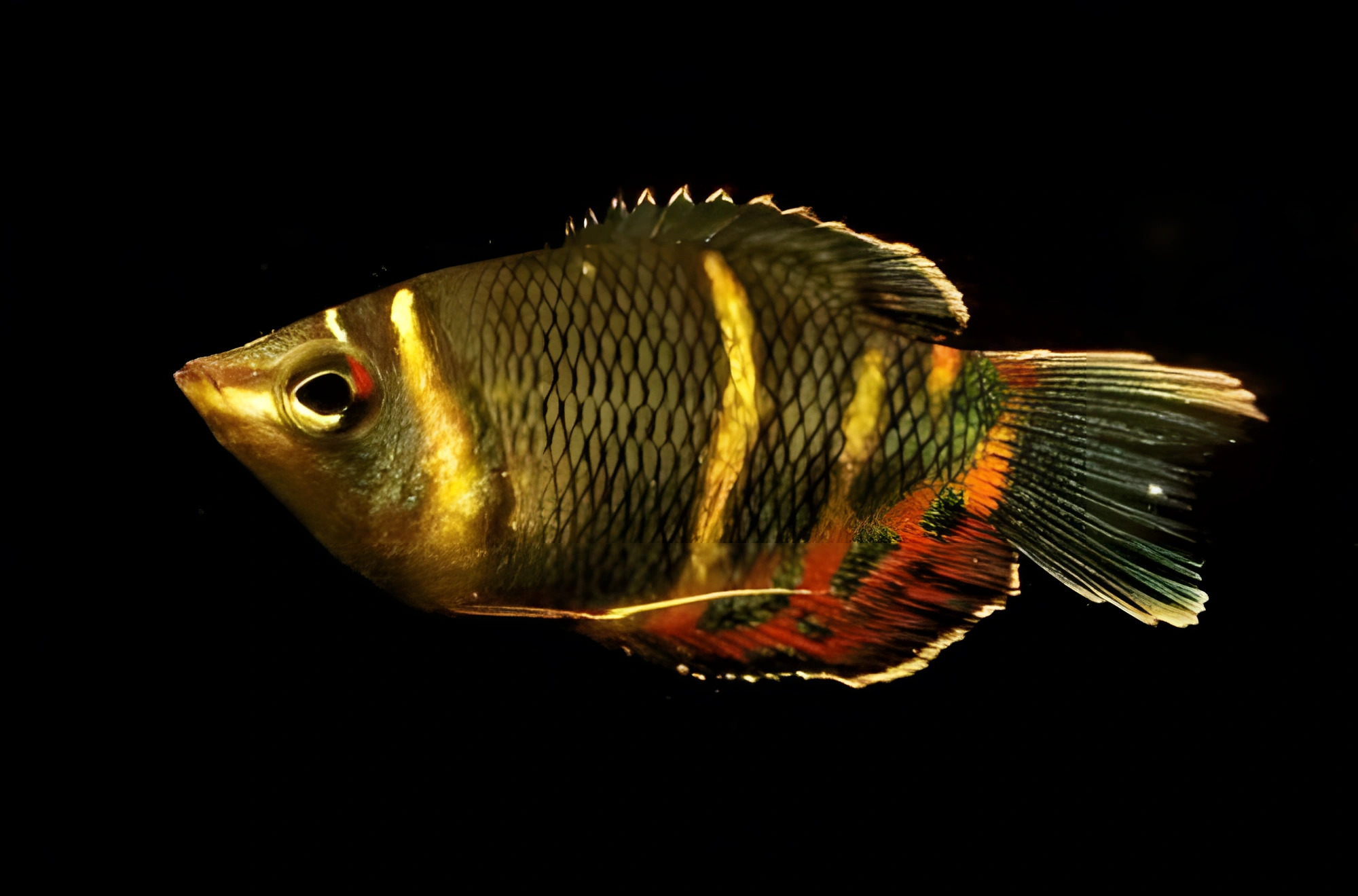 Fotografía del pez de acuario Gurami Chocolate