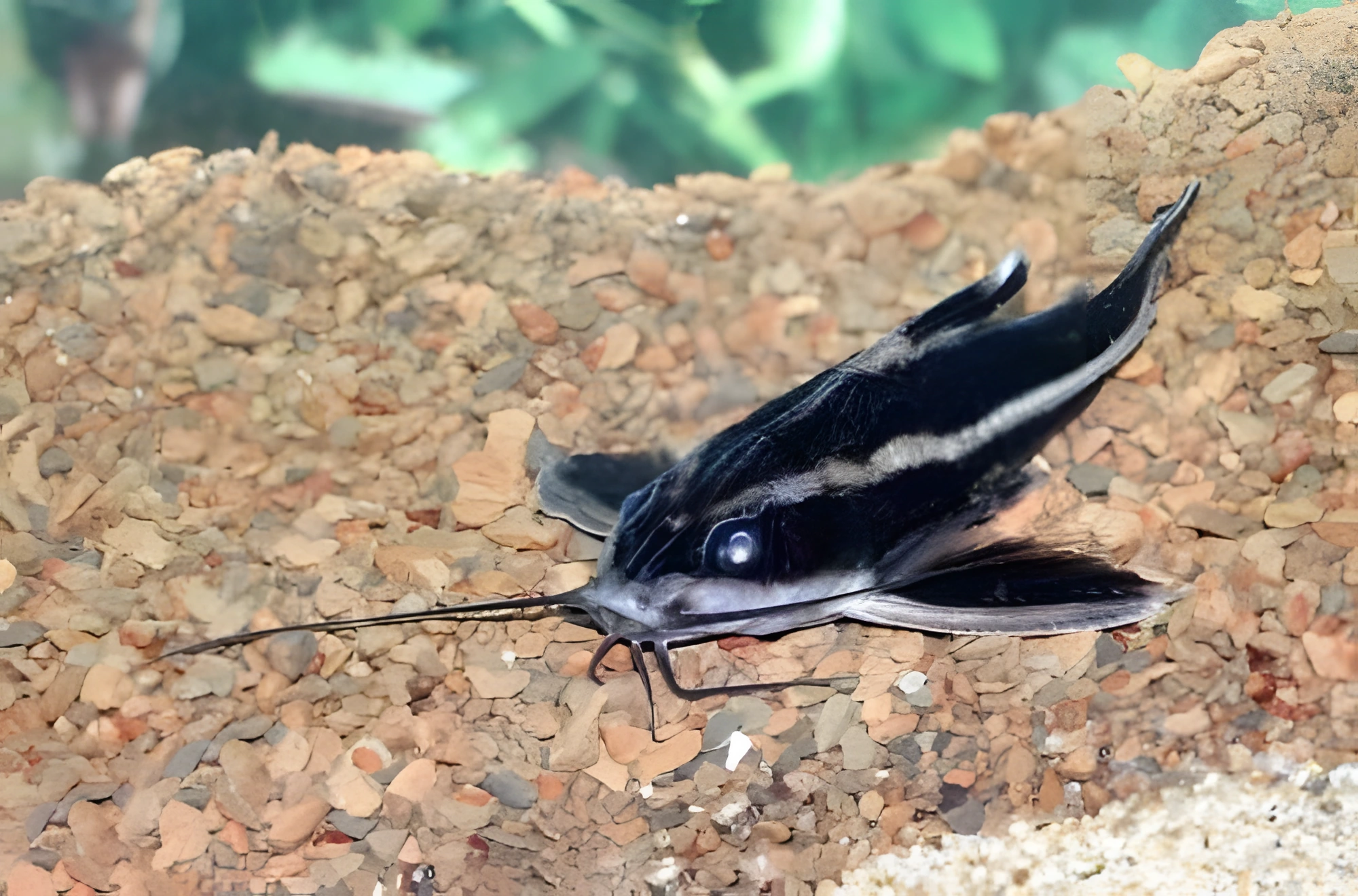 Fotografía del pez de acuario Pez gato chocolate