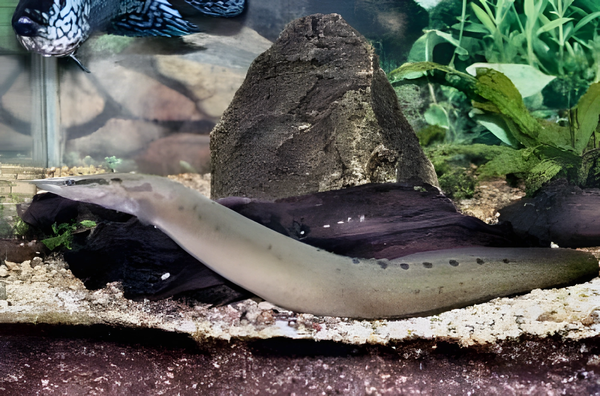 Fotografía del pez de acuario Macrognathus siamensis