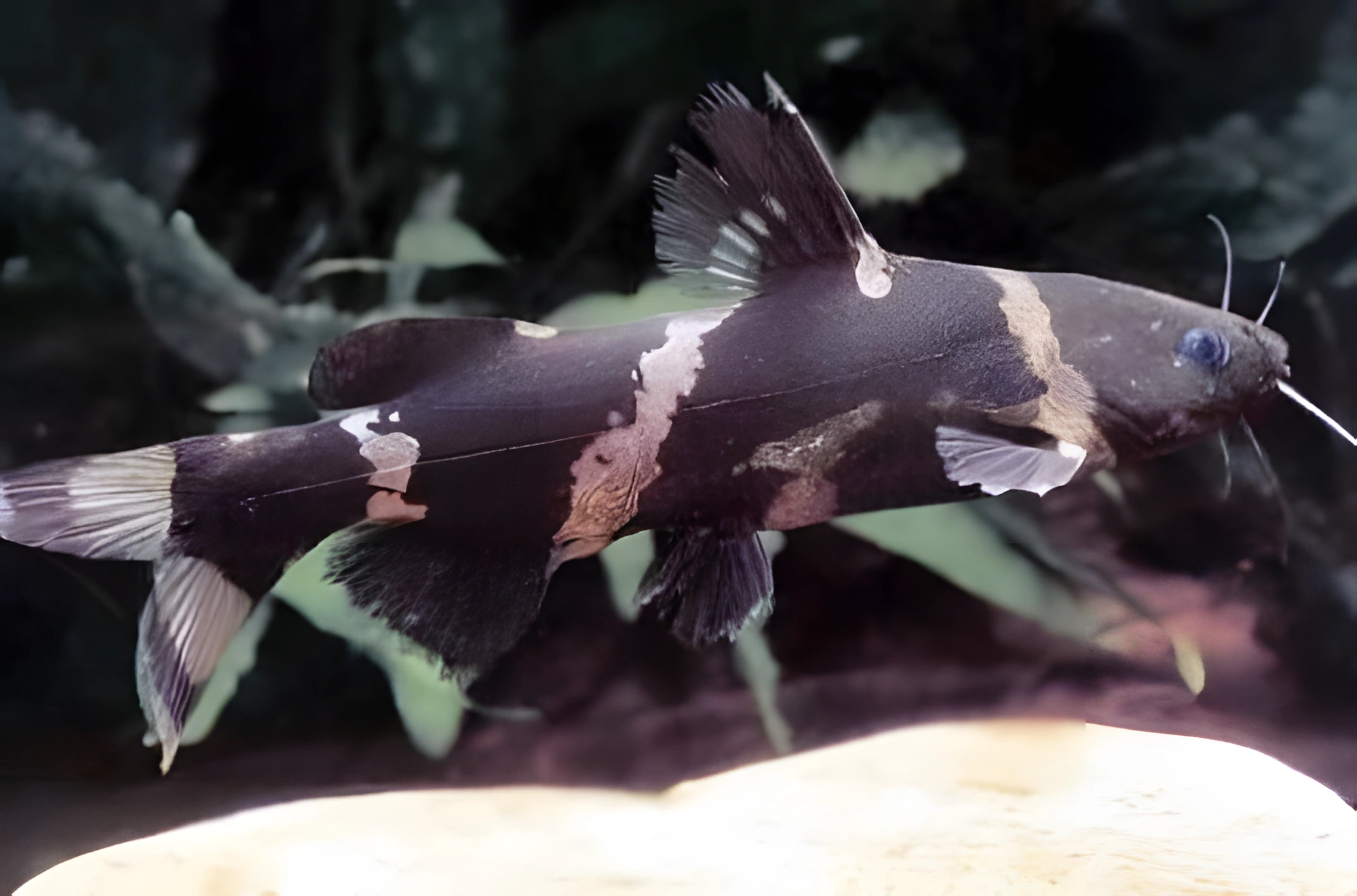 Fotografía del pez de acuario Pez gato siamés