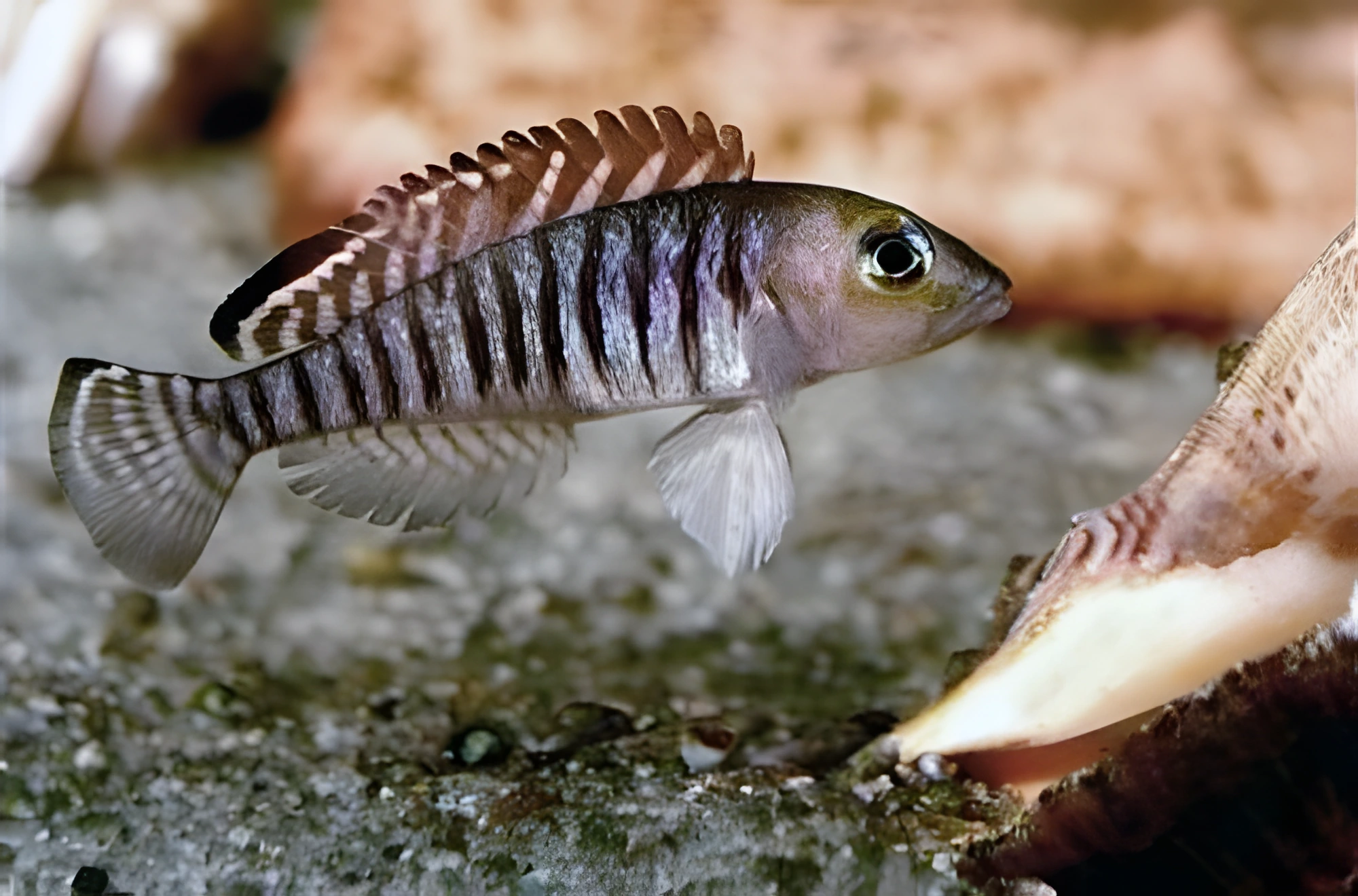 Fotografía del pez de acuario Signatus