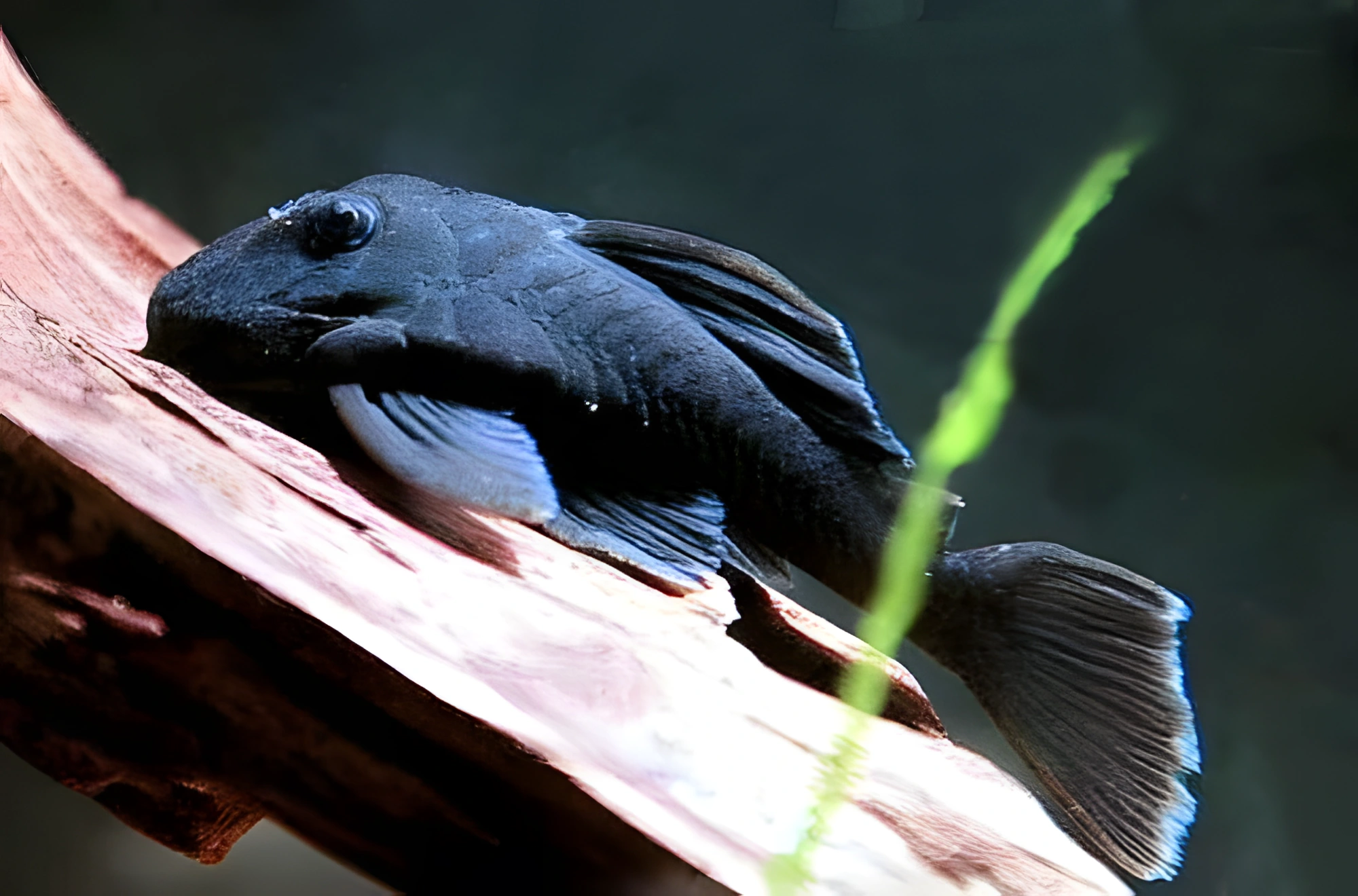 Fotografía del pez de acuario Ancistrus Azul