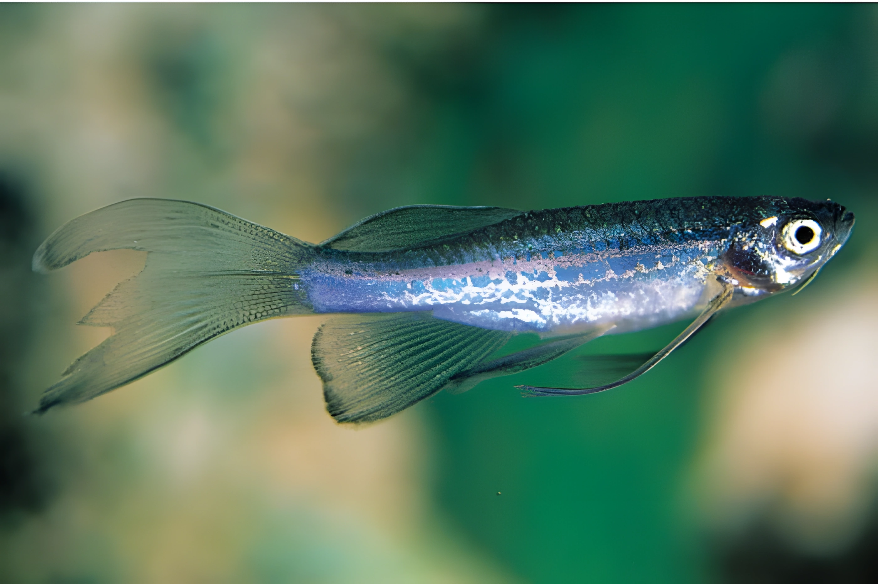 Fotografía del pez de acuario Danio azul