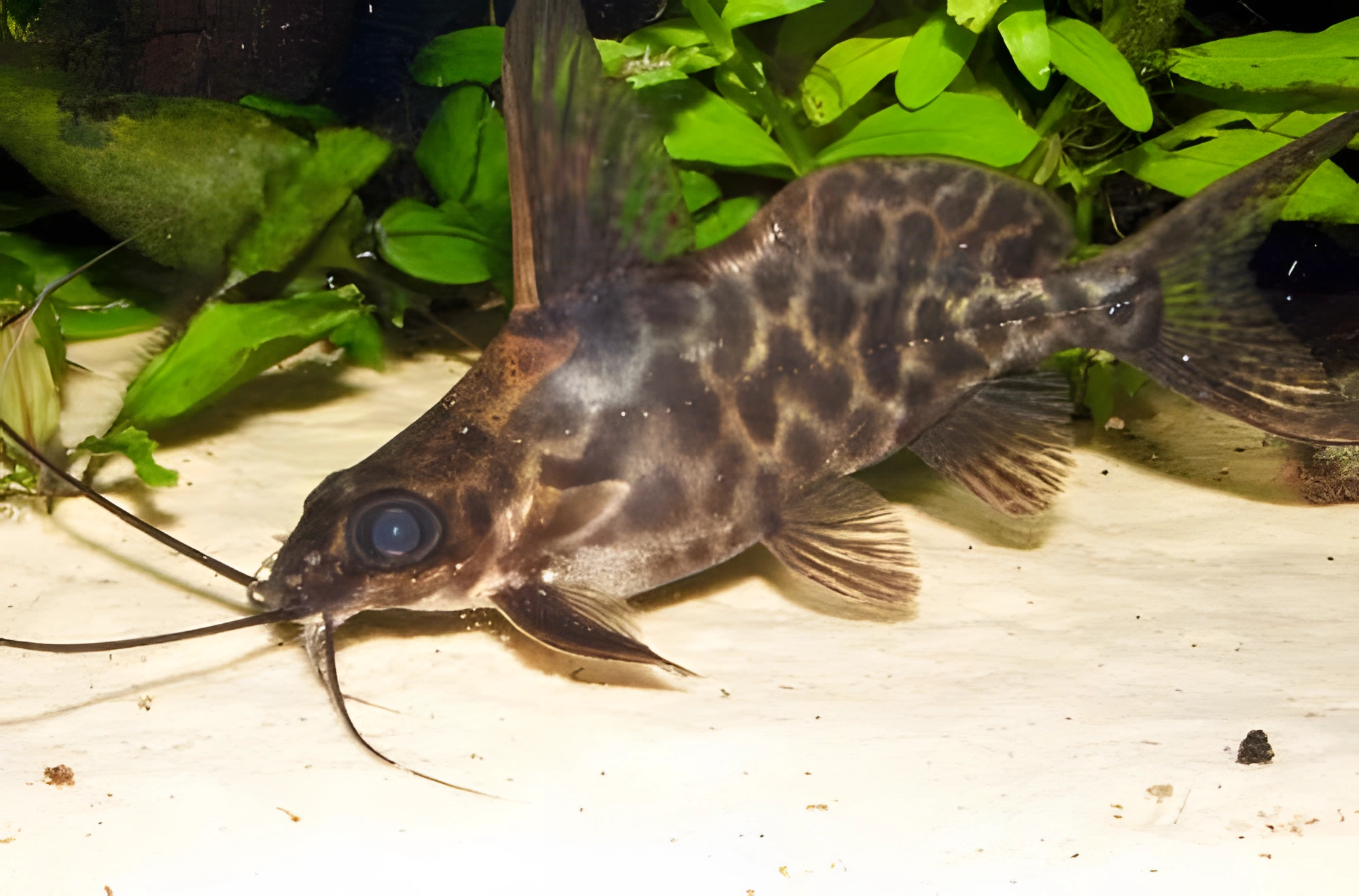 Fotografía del pez de acuario Synodontis de Albert
