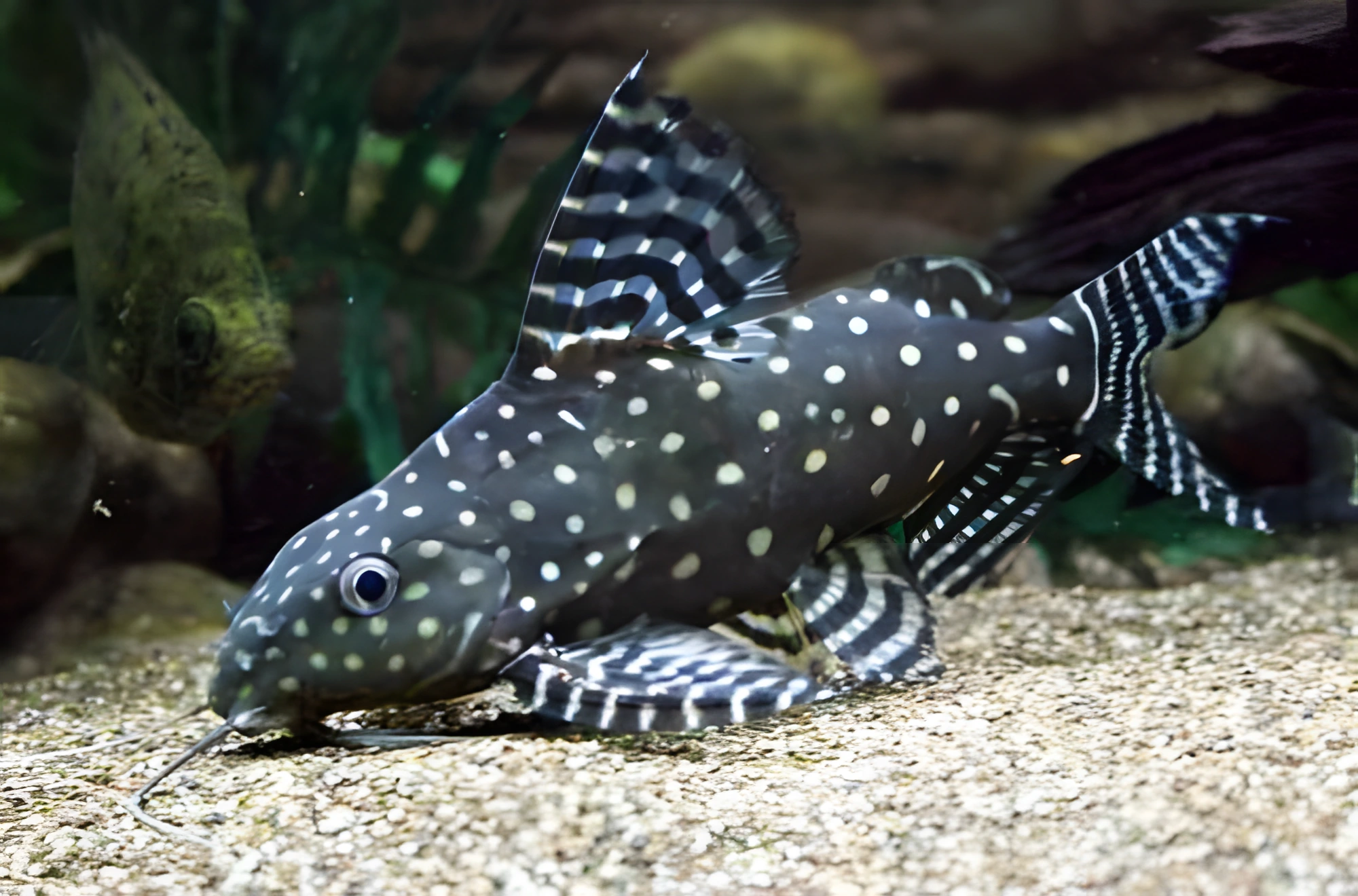 Fotografía del pez de acuario Synodontis ángel